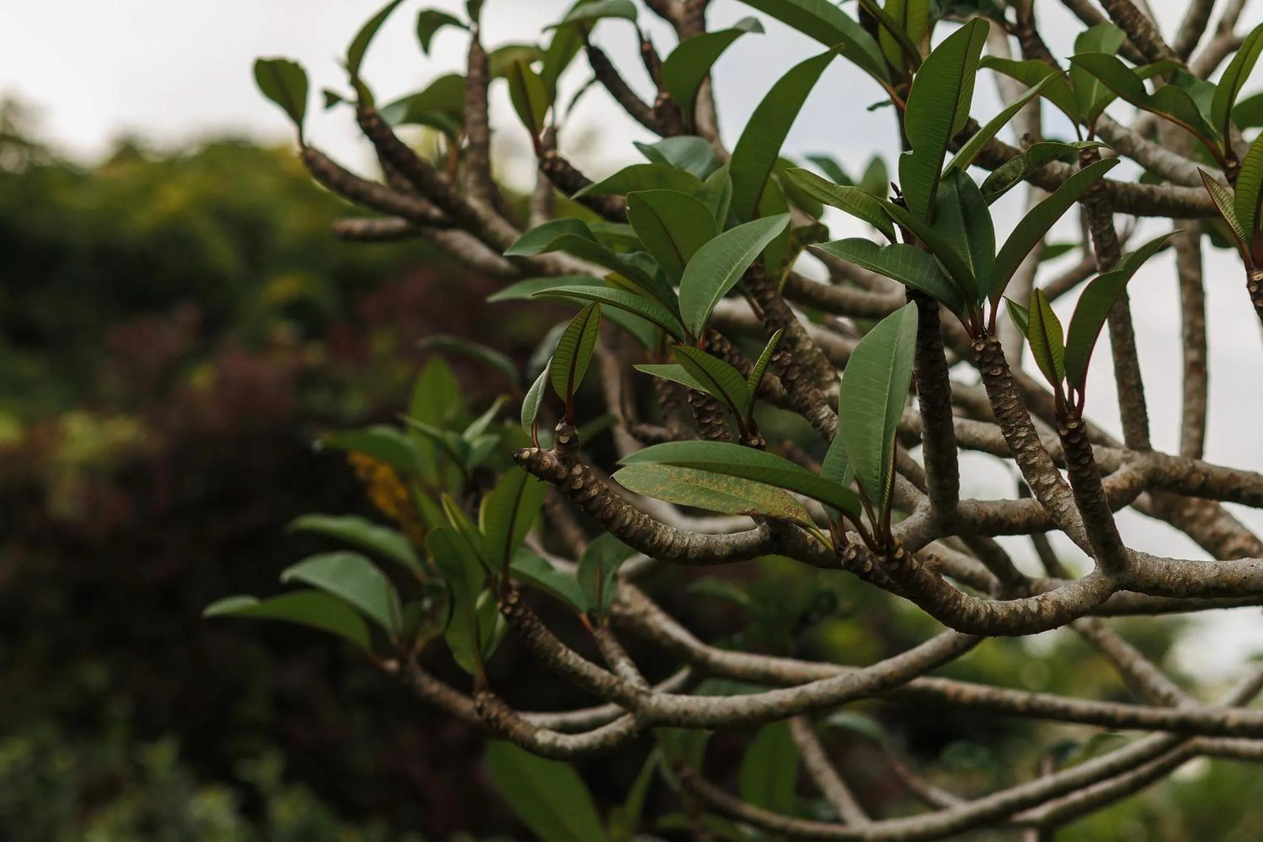 Garden in Villa White Queen Resort & Spa