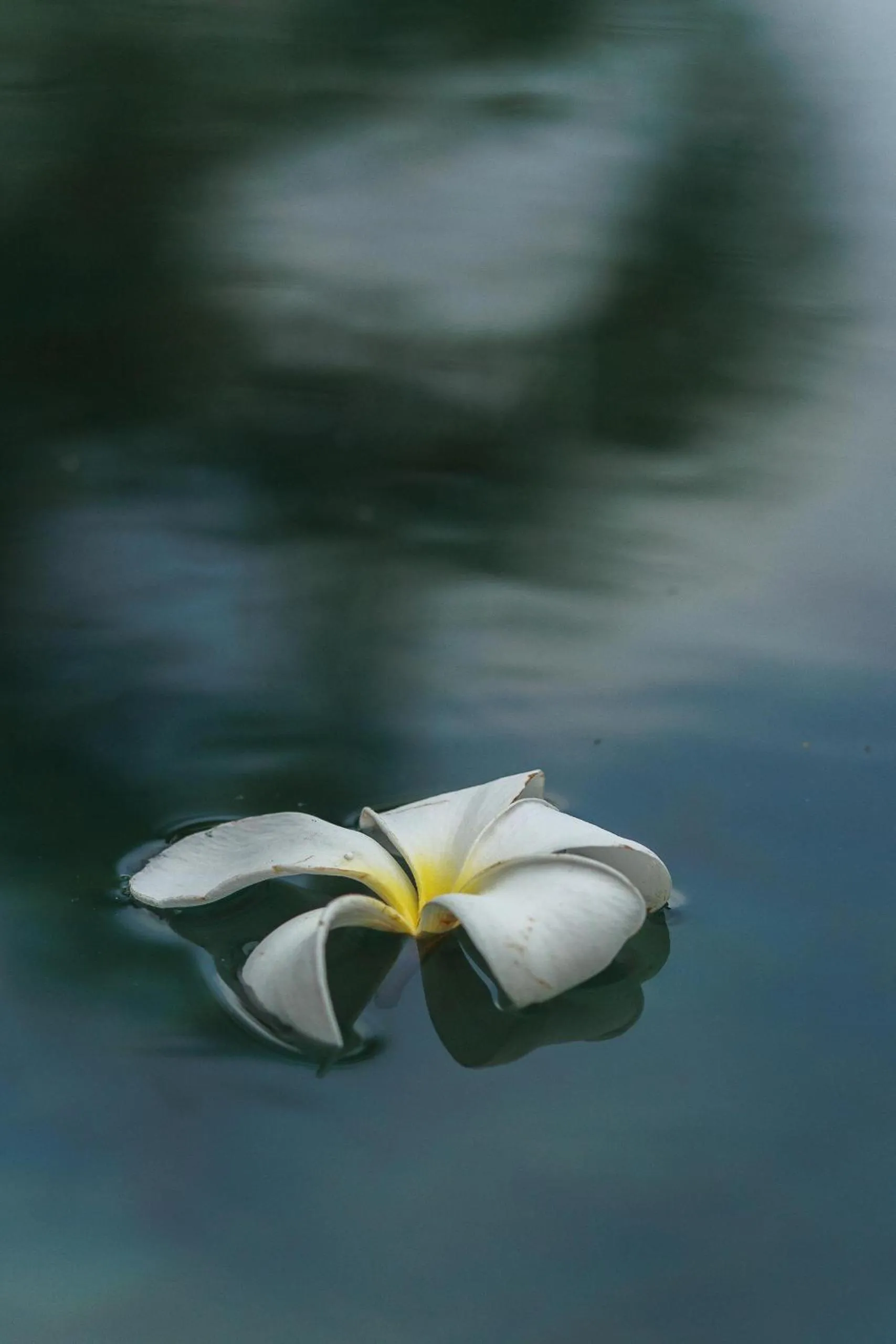 Spa and wellness centre/facilities in Villa White Queen Resort & Spa