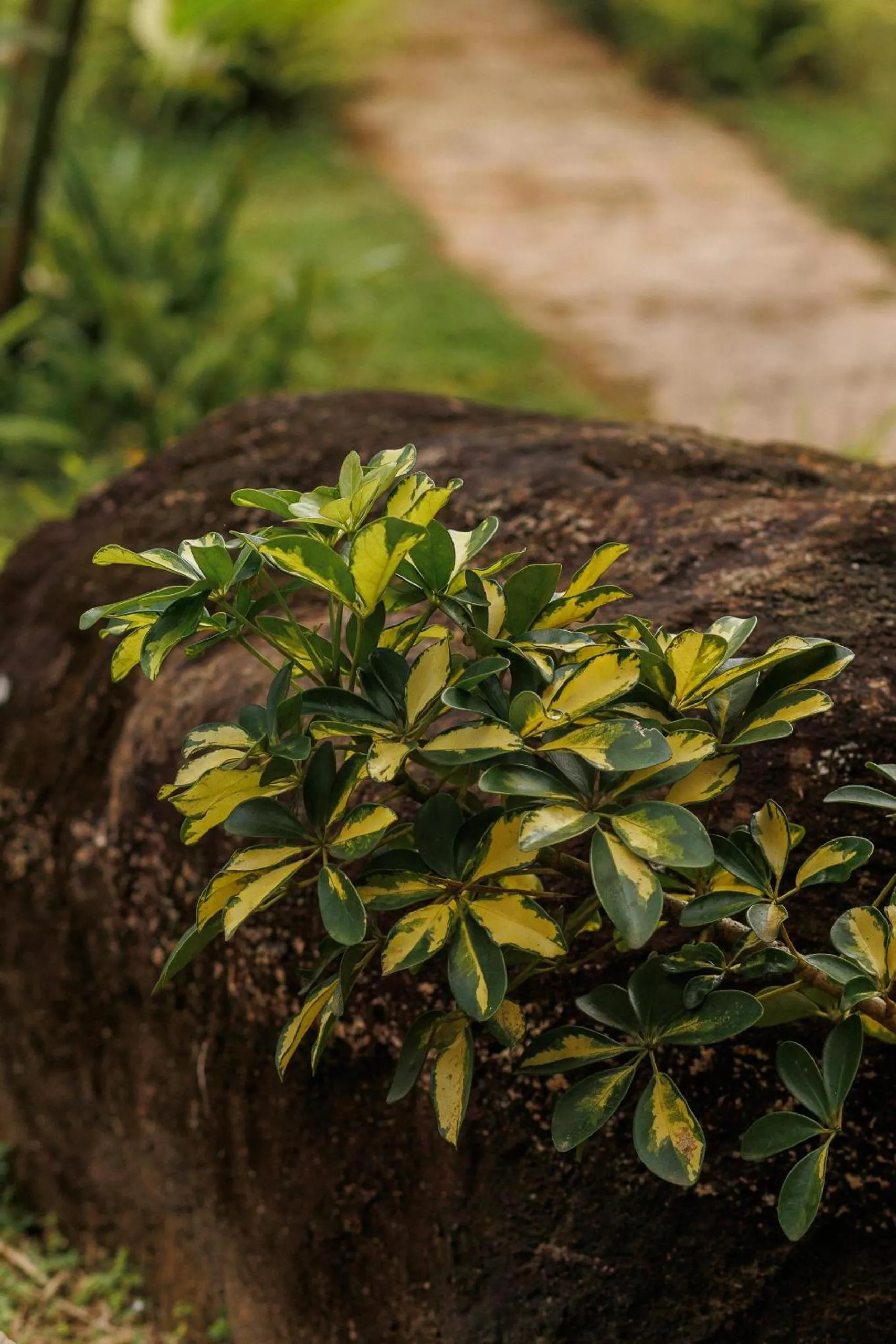 Natural landscape in Villa White Queen Resort & Spa