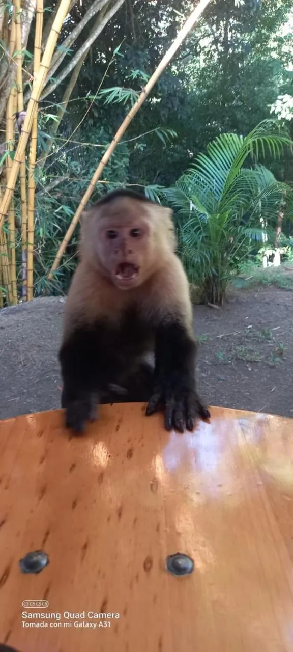 Animals in Grand Park Manuel Antonio - Adults Only