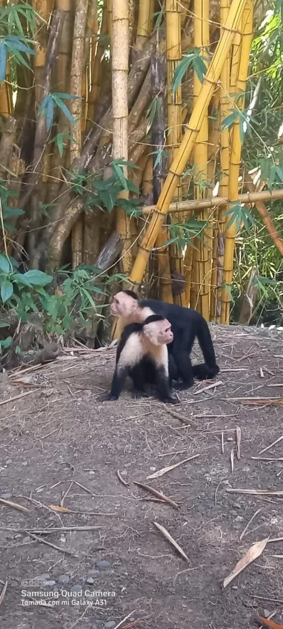 Animals in Grand Park Manuel Antonio - Adults Only