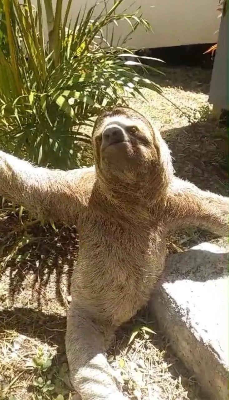 Animals in Grand Park Manuel Antonio - Adults Only