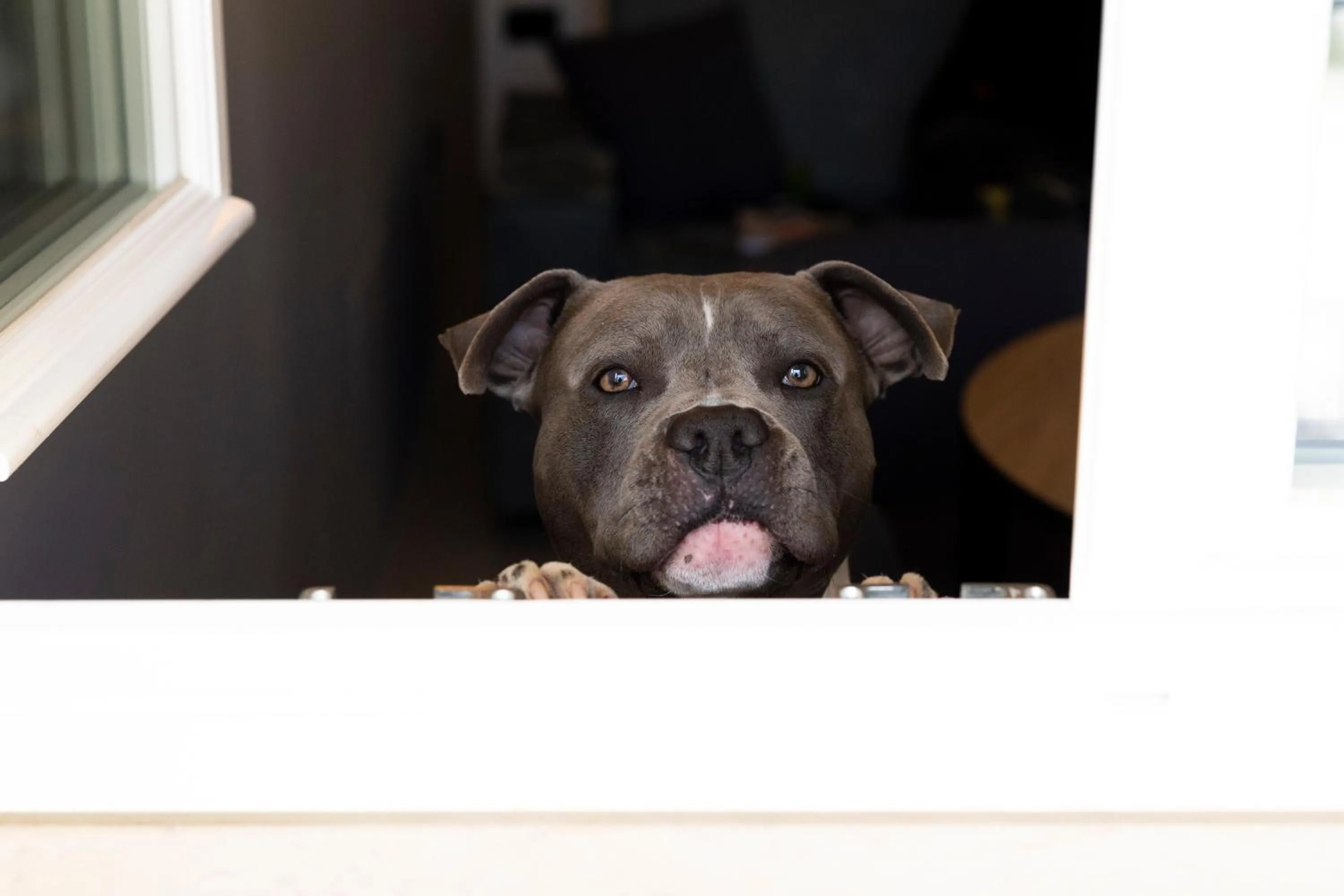 Pets in Residence - Palais Hörtenberg