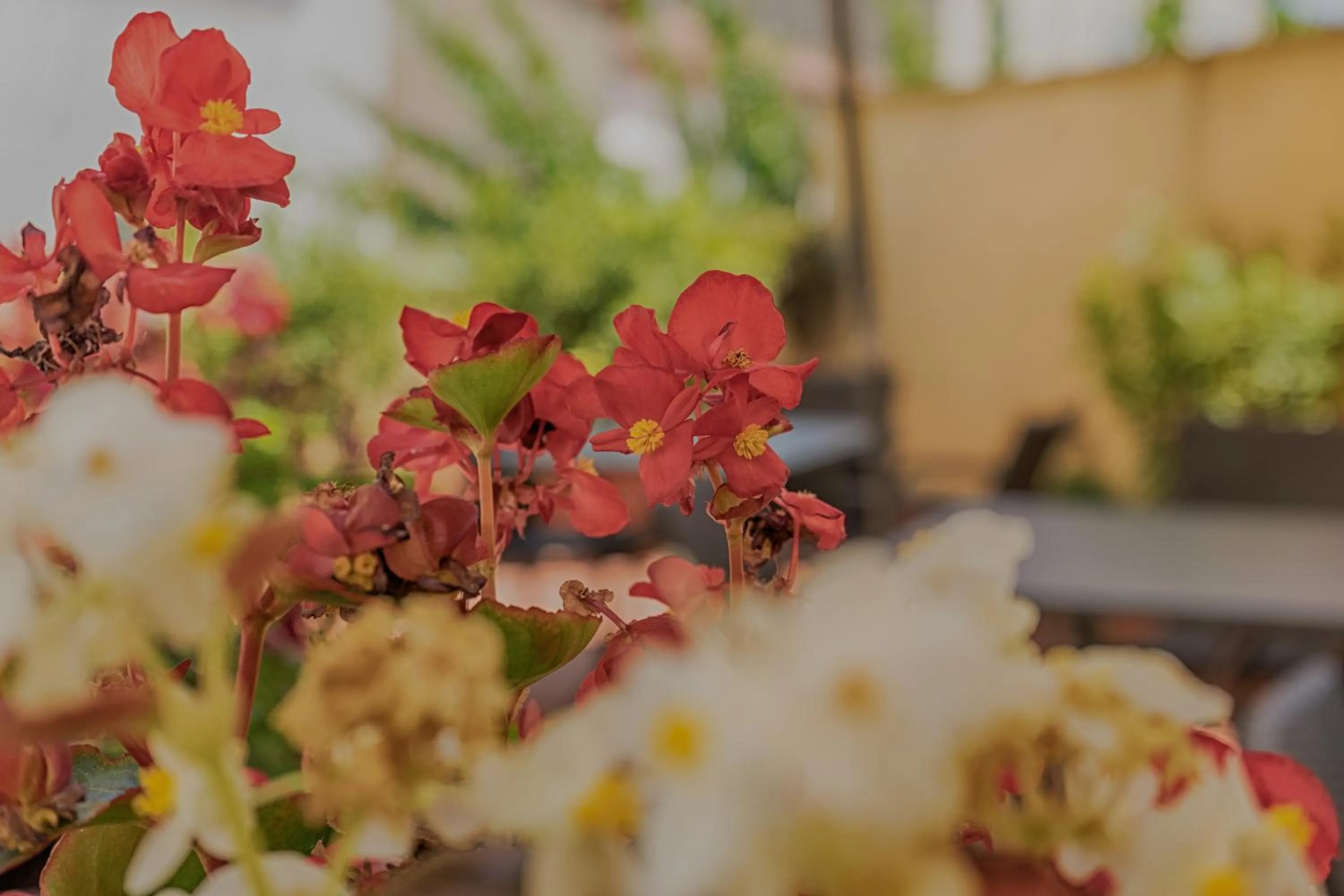 Garden in Hotel Monica