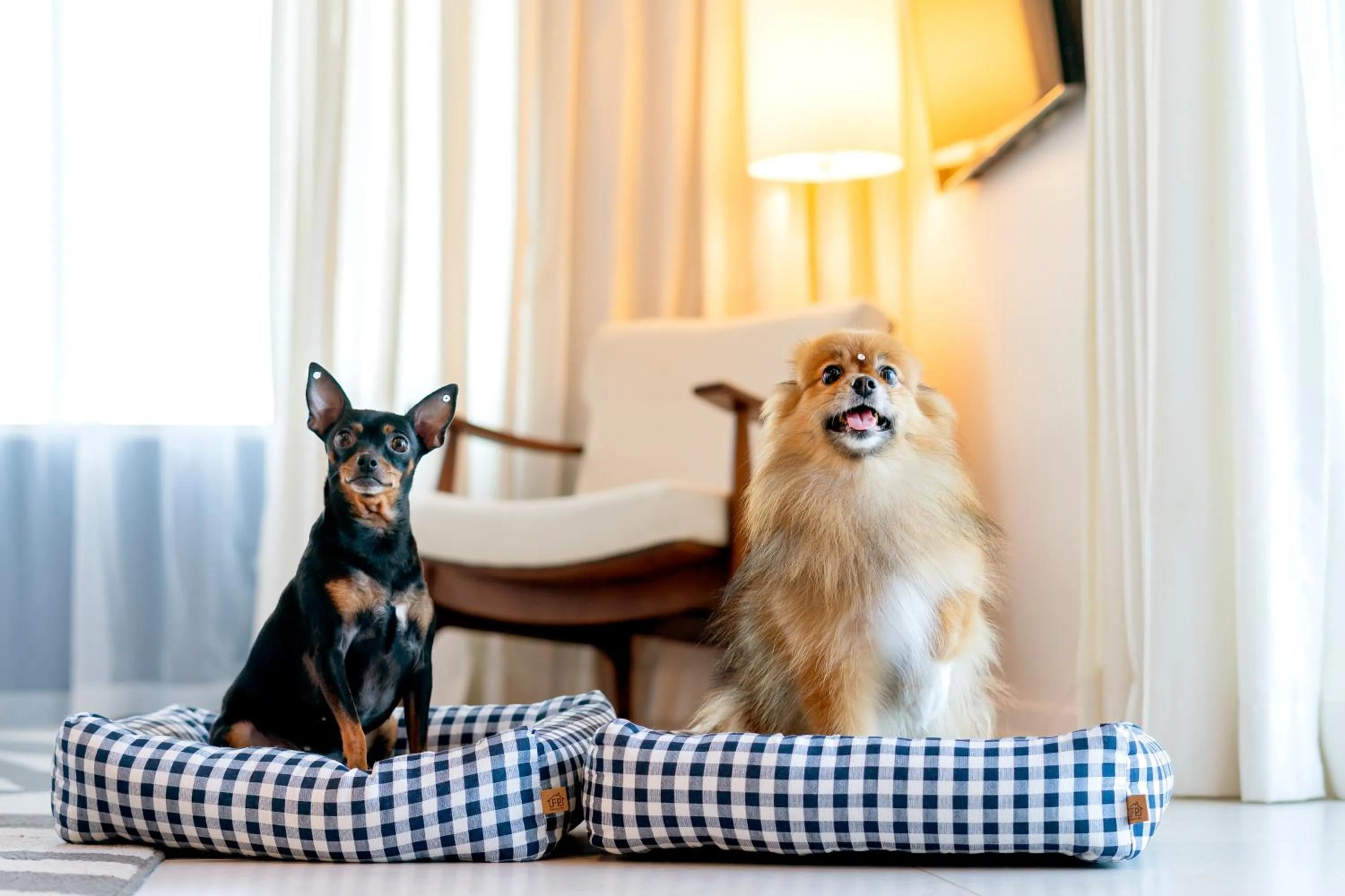 Pets in Lagune Barra Hotel