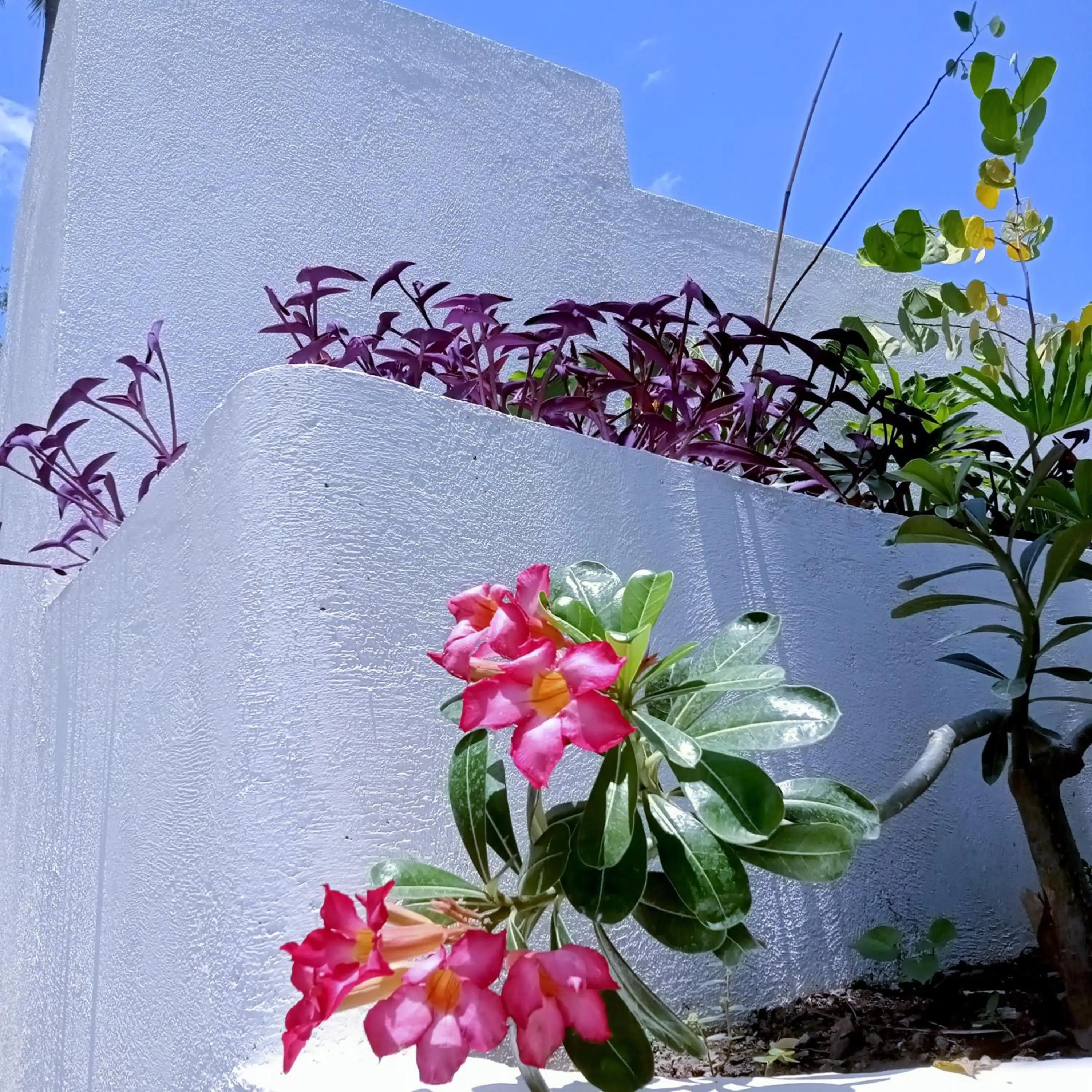 Garden in Baywalk Suites Batangas