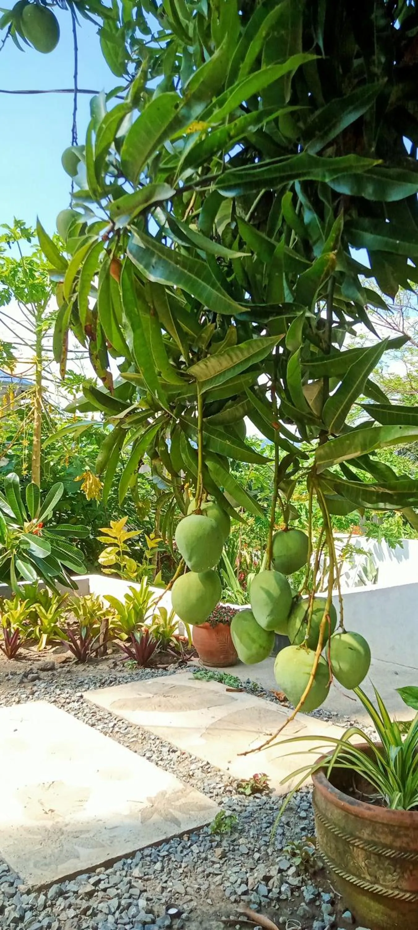 Garden view in Baywalk Suites Batangas
