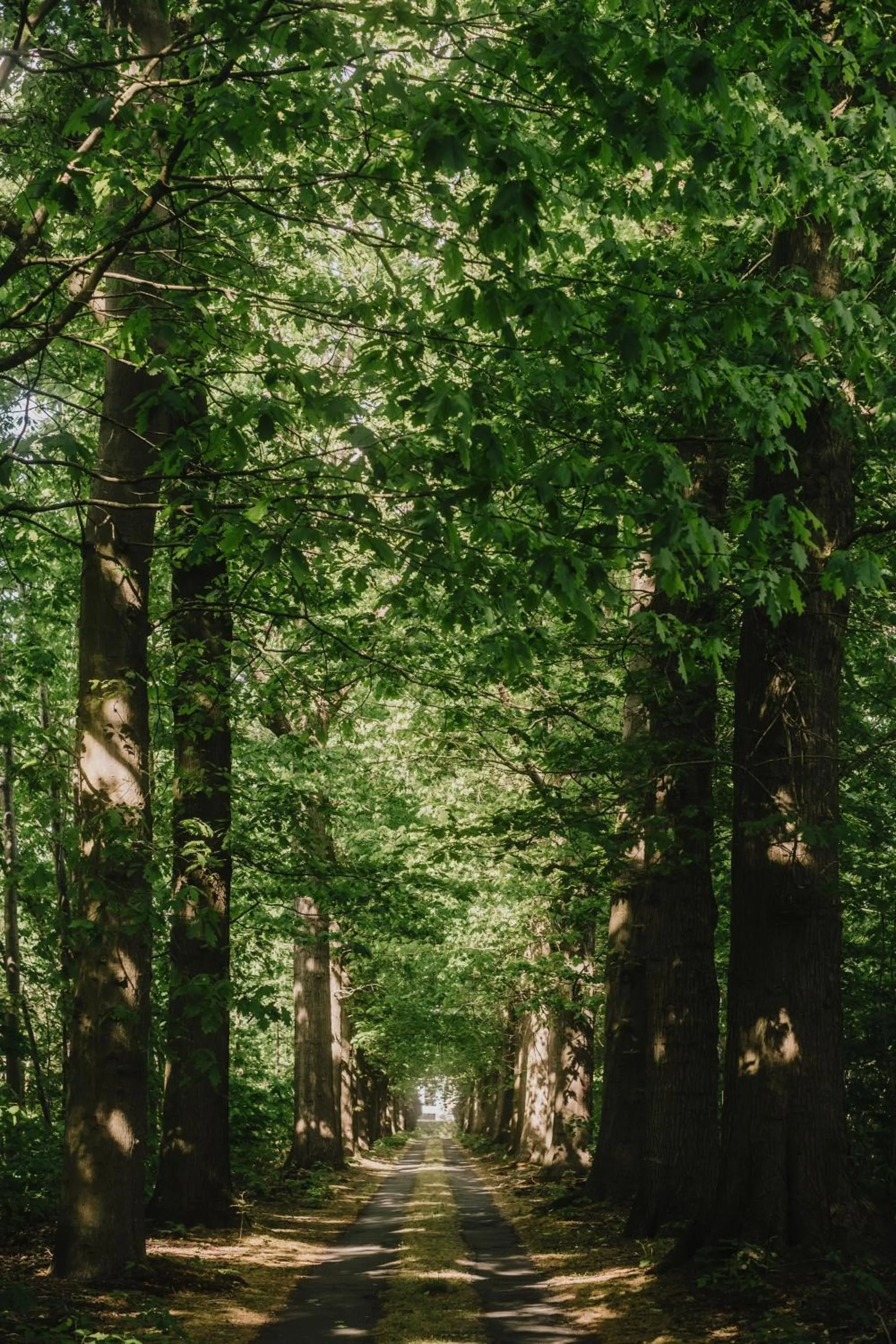 Natural landscape in Villa Parkbos