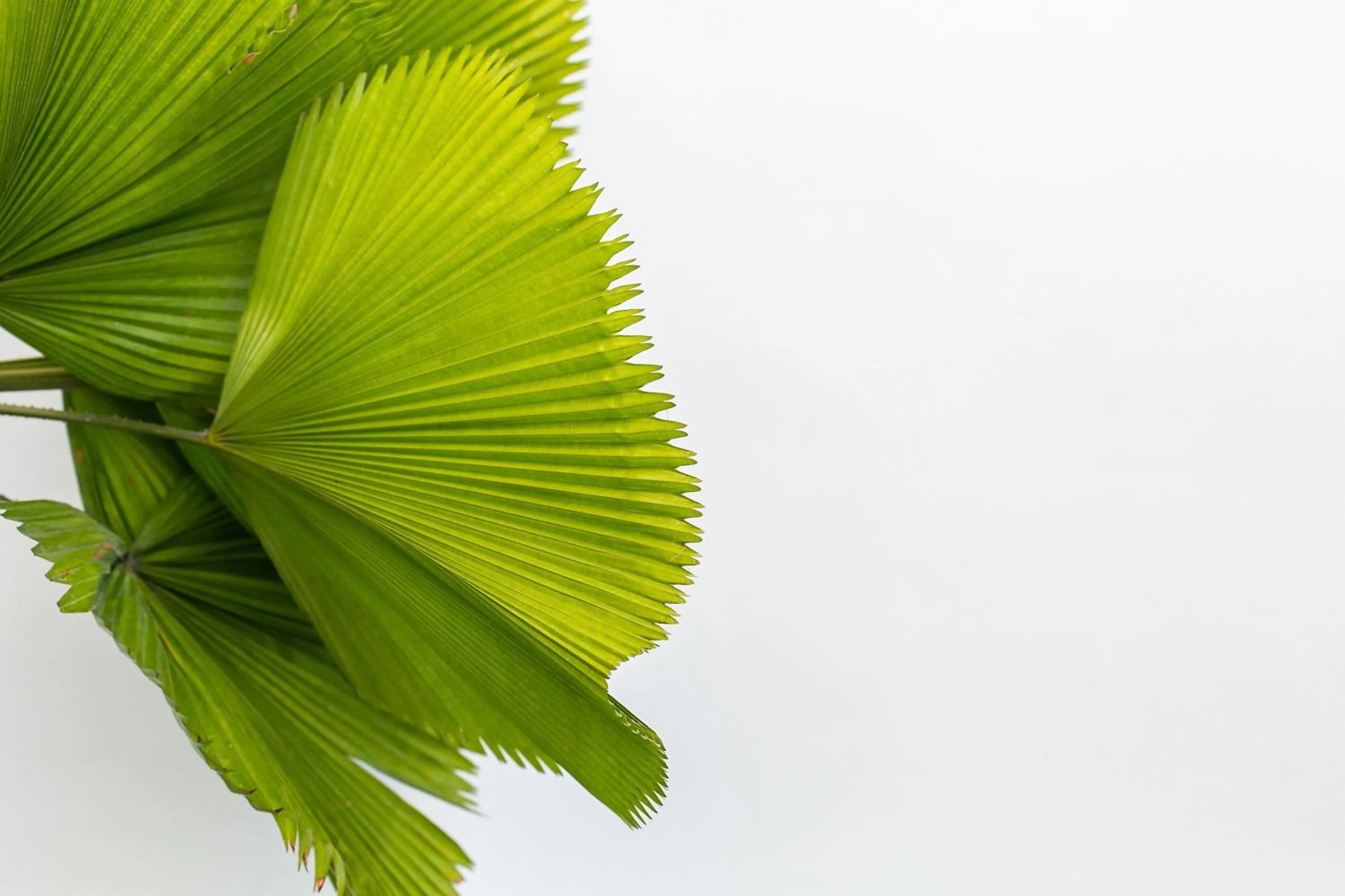 Decorative detail in Coco & Pineapple Pants Hostel