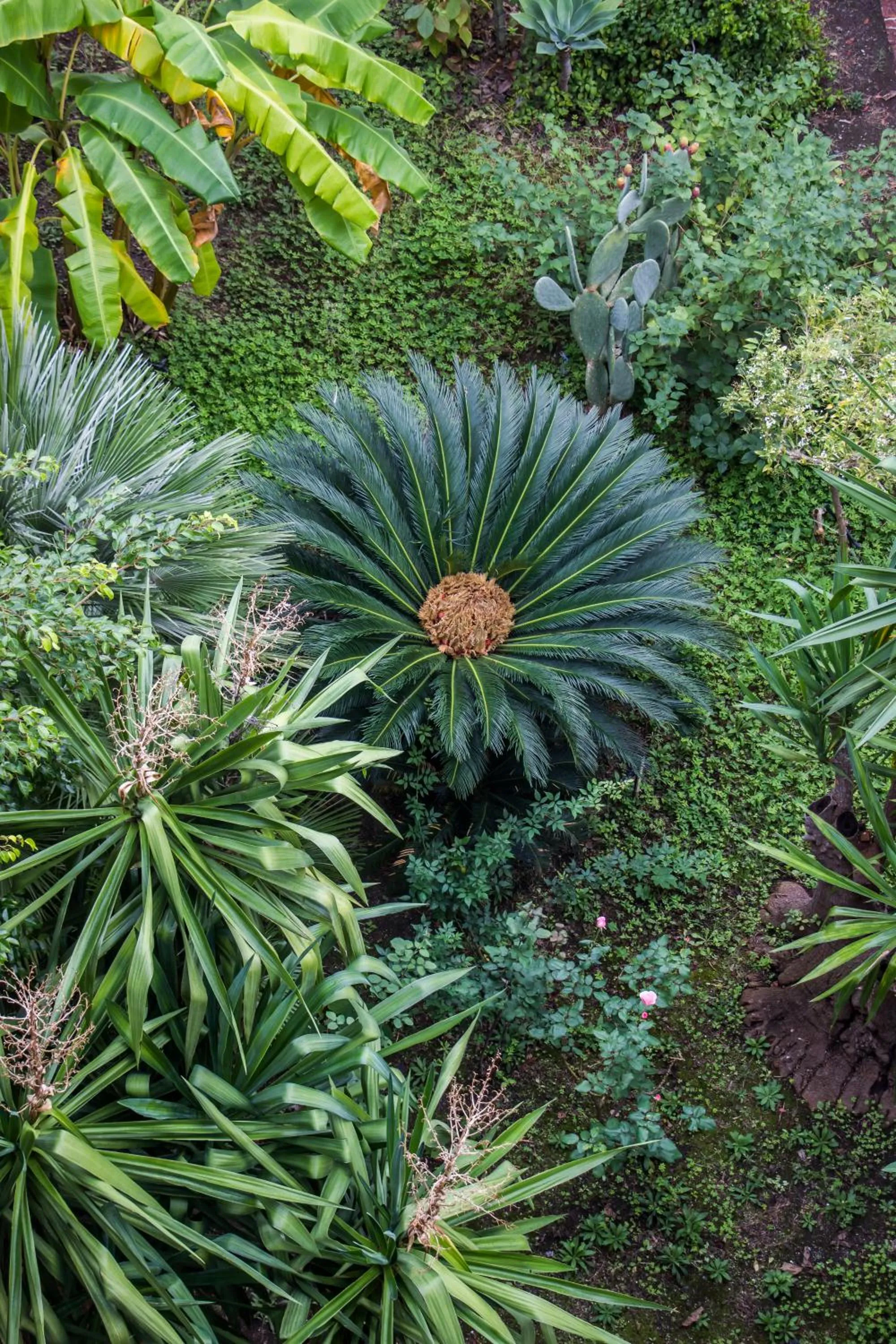 Garden in La Piramide