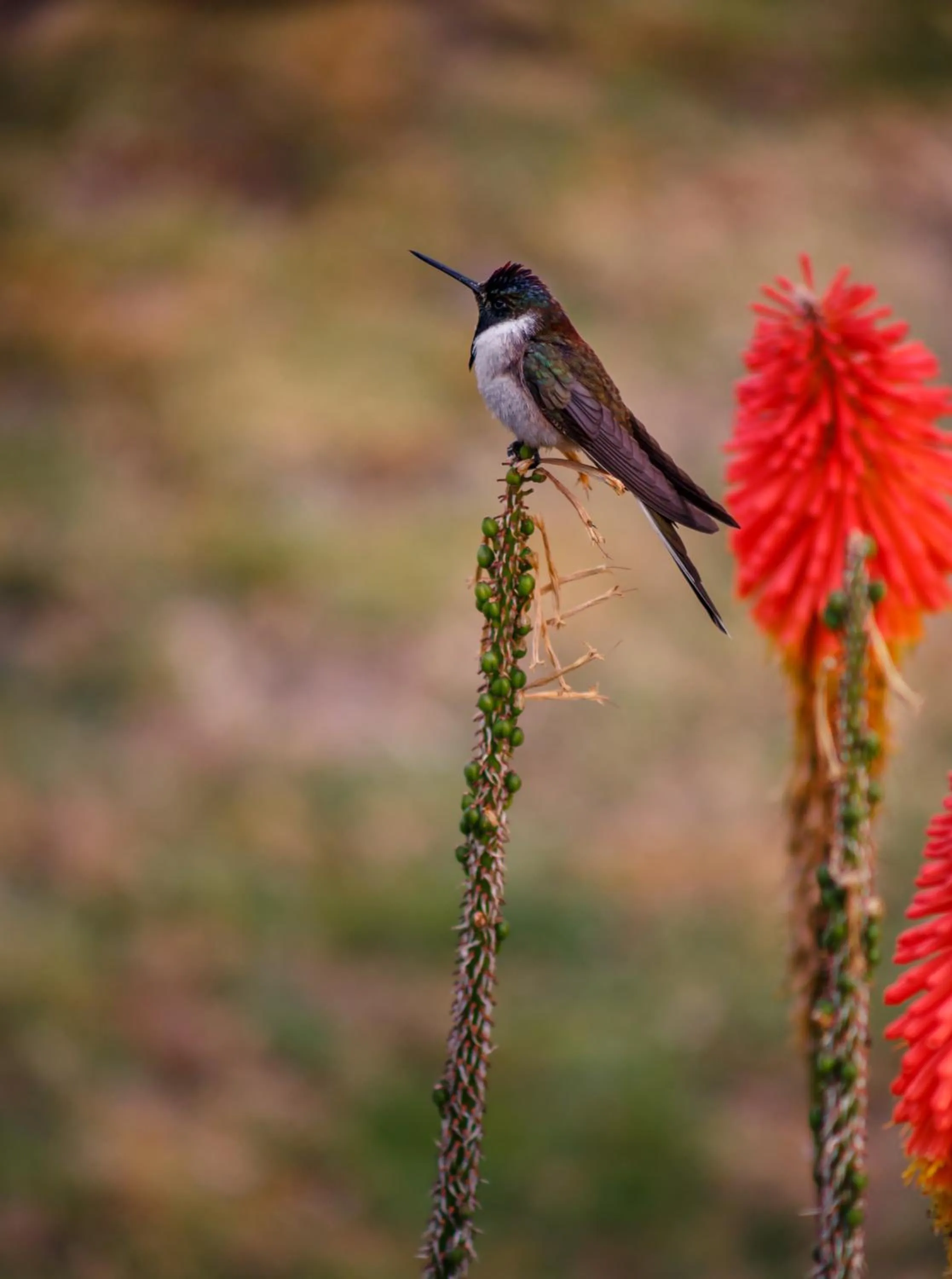 Garden in Hotel Pakaritampu