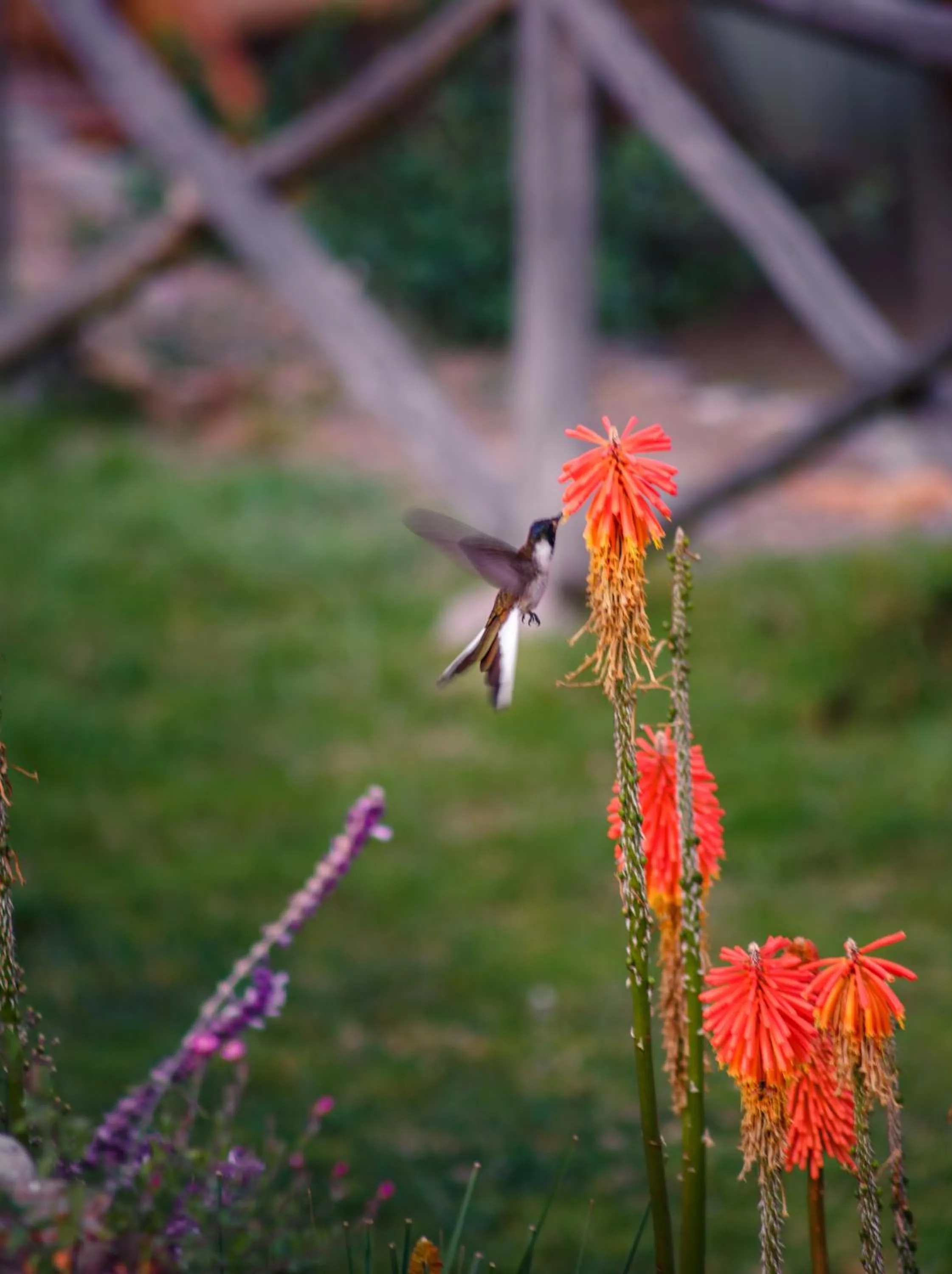Garden in Hotel Pakaritampu