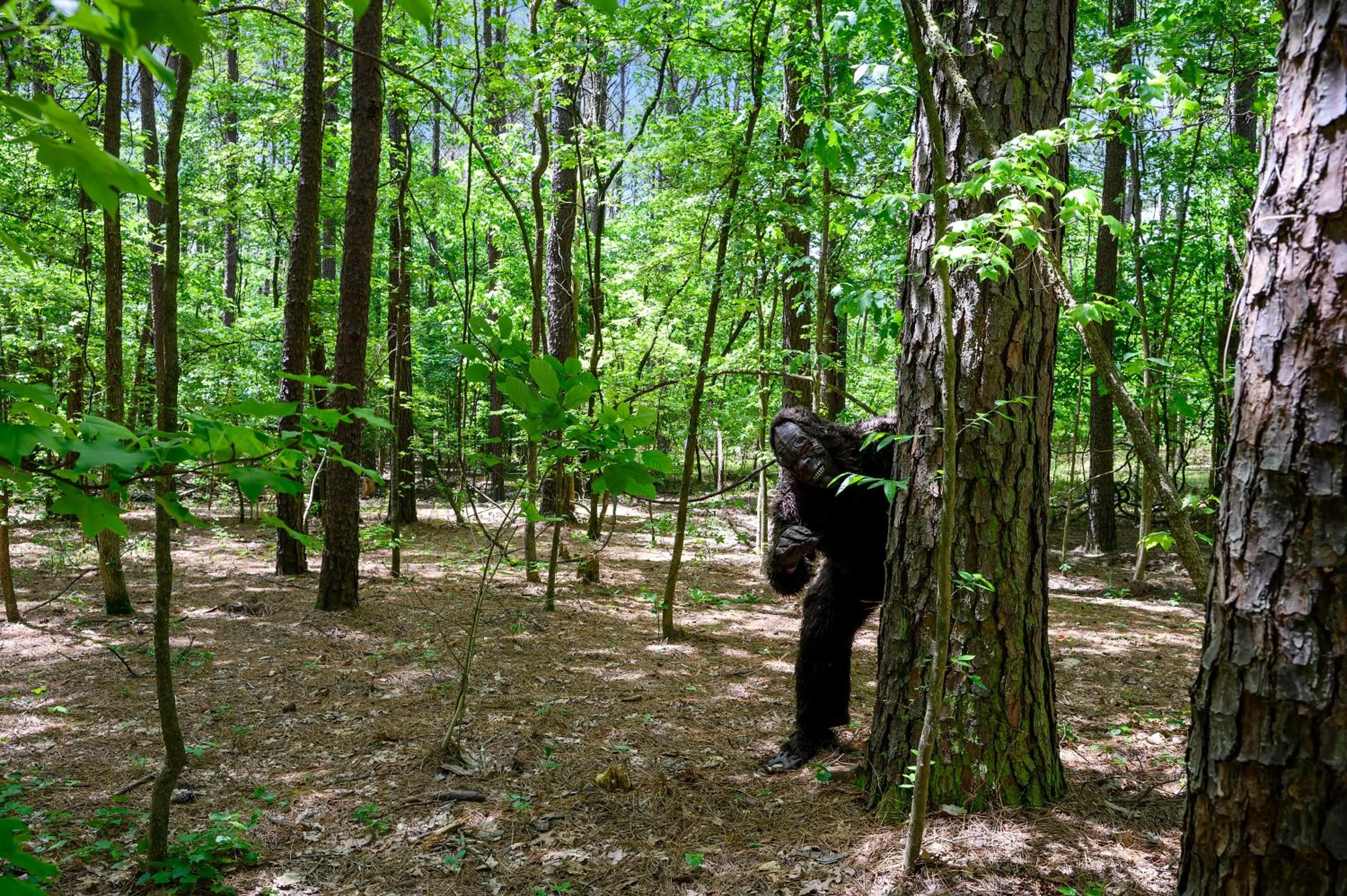 Natural landscape in Hickory Bear - Cabin surrounded by pines, Sleeps 10, Hot Tub, Fire Pit, Arcade, Foosball Table & Deck Slide