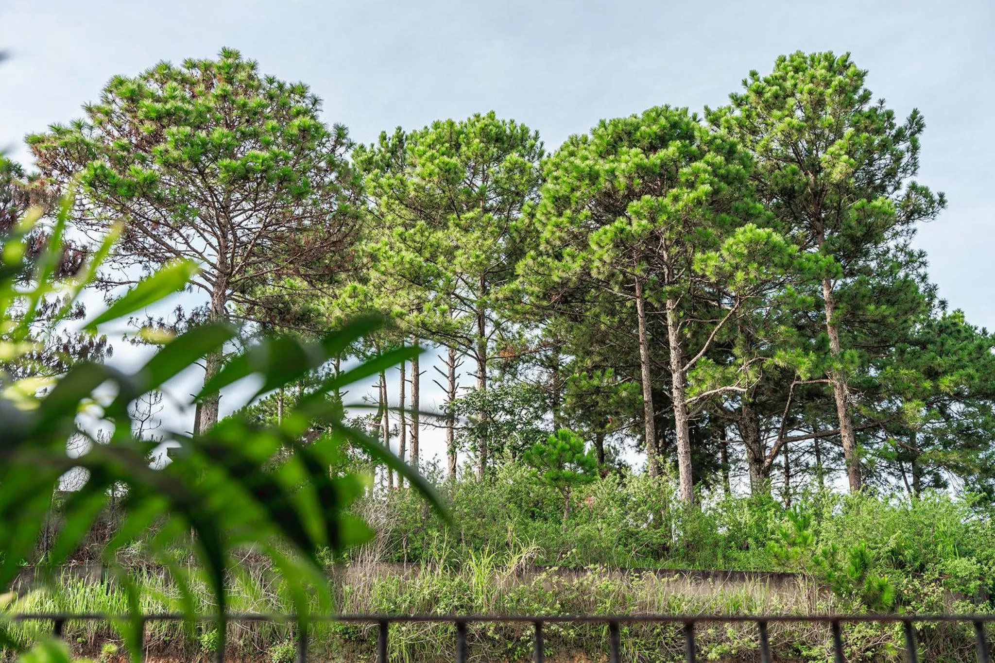 View (from property/room) in Miền Sương Khói - Home & Café