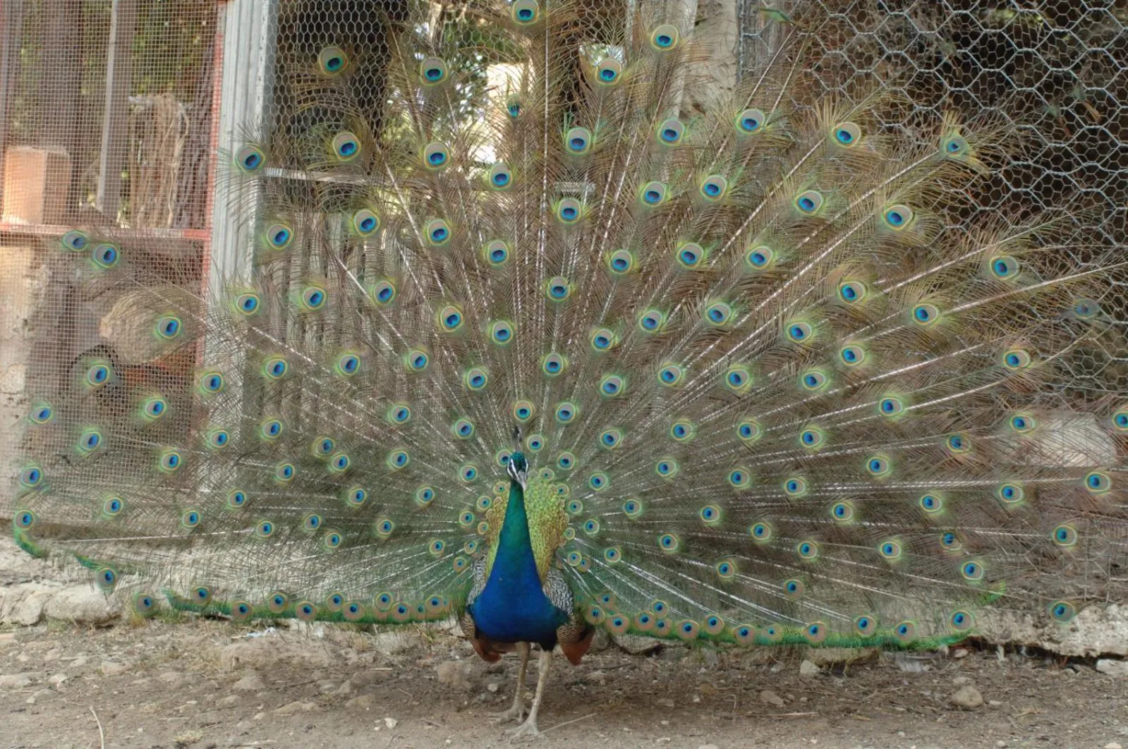 Animals in Duca di Castelmonte