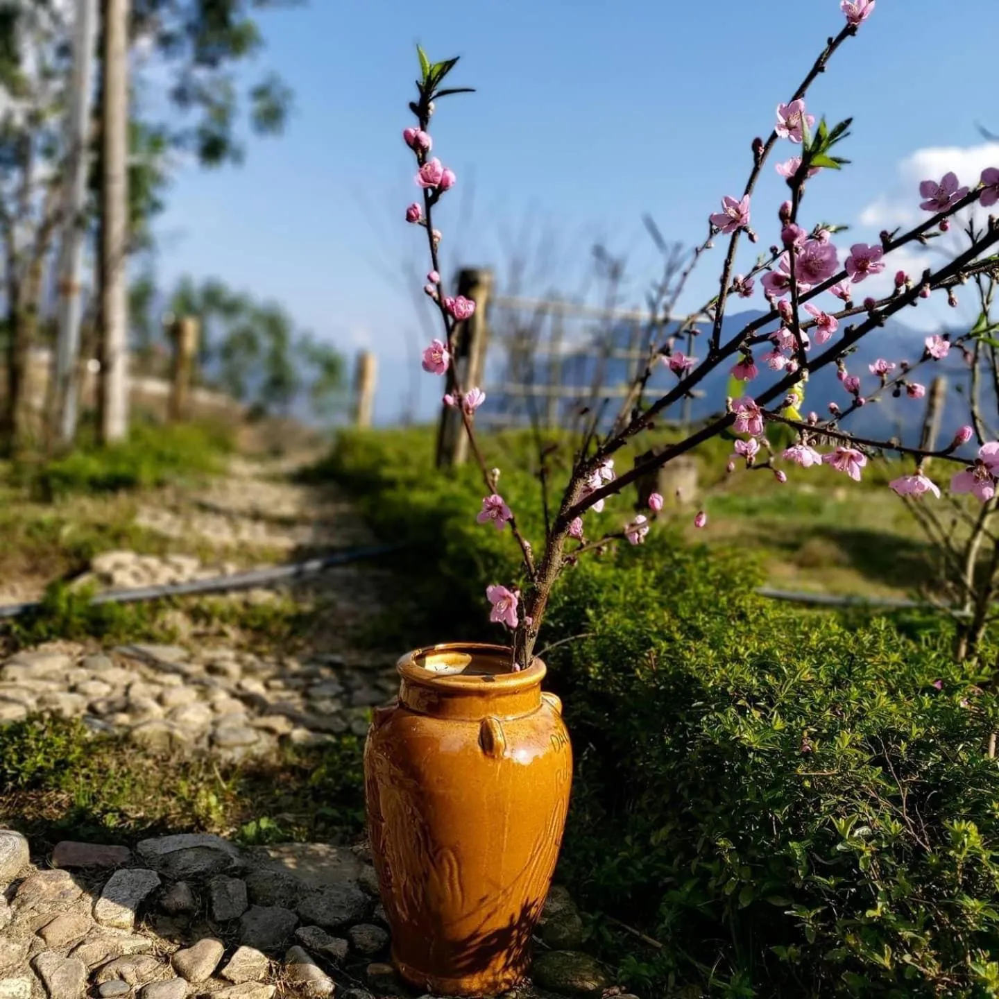 Patio in Sapa Rosie House