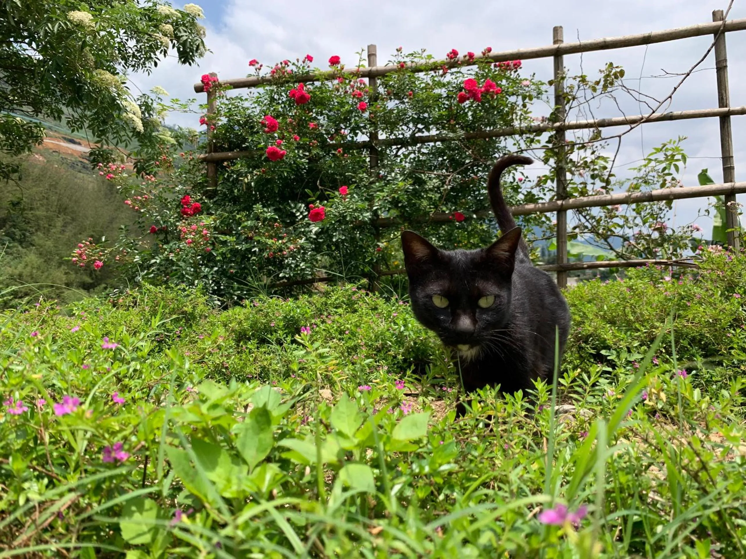 Garden in Sapa Rosie House
