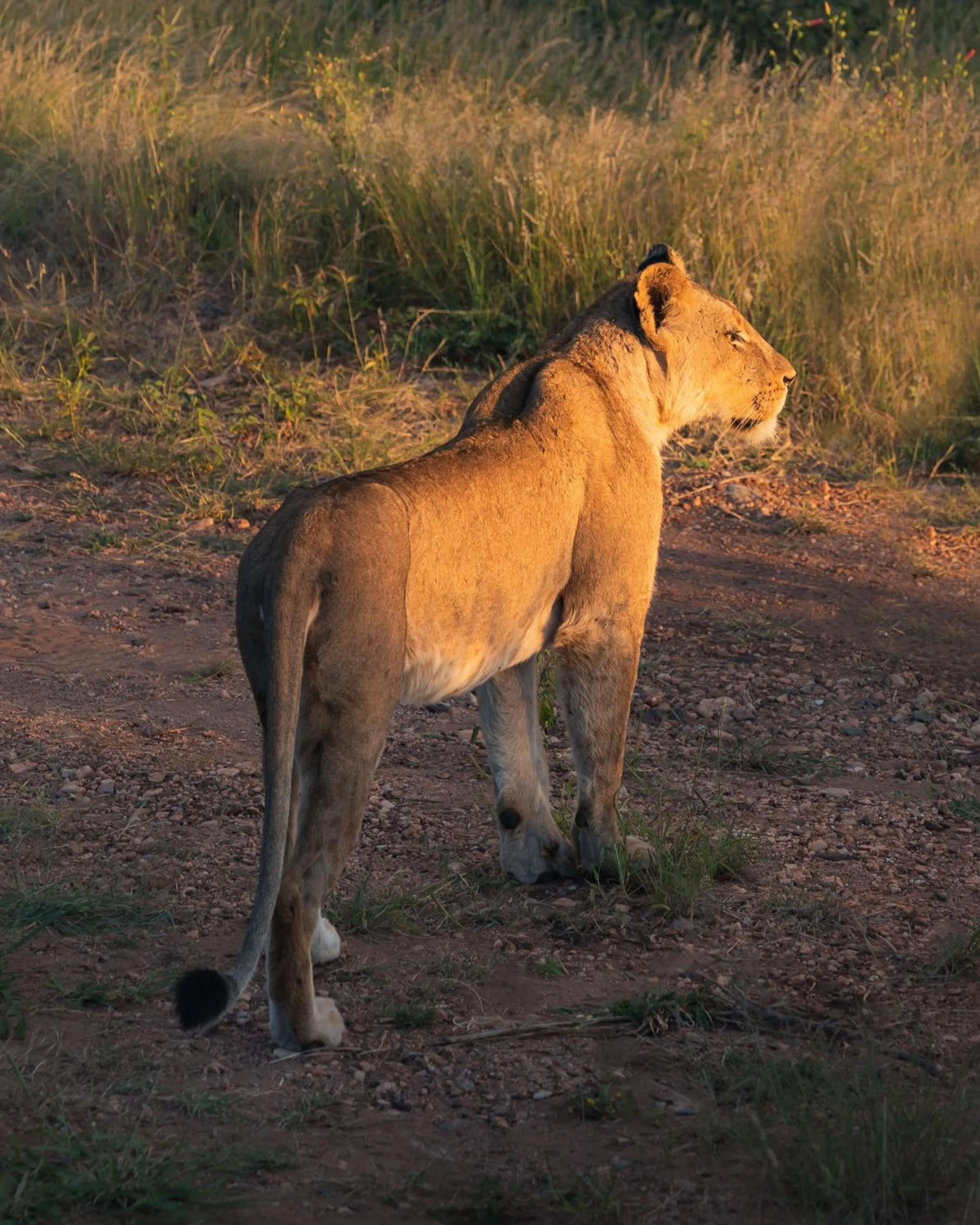 Day in MILIMA Big 5 Safari Lodge