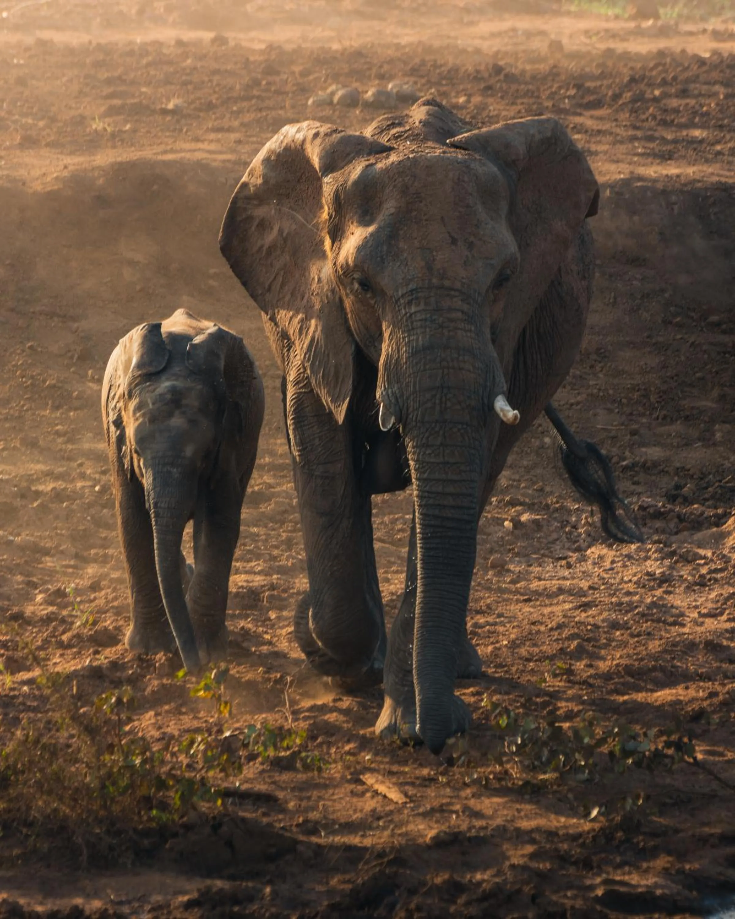 Day in MILIMA Big 5 Safari Lodge