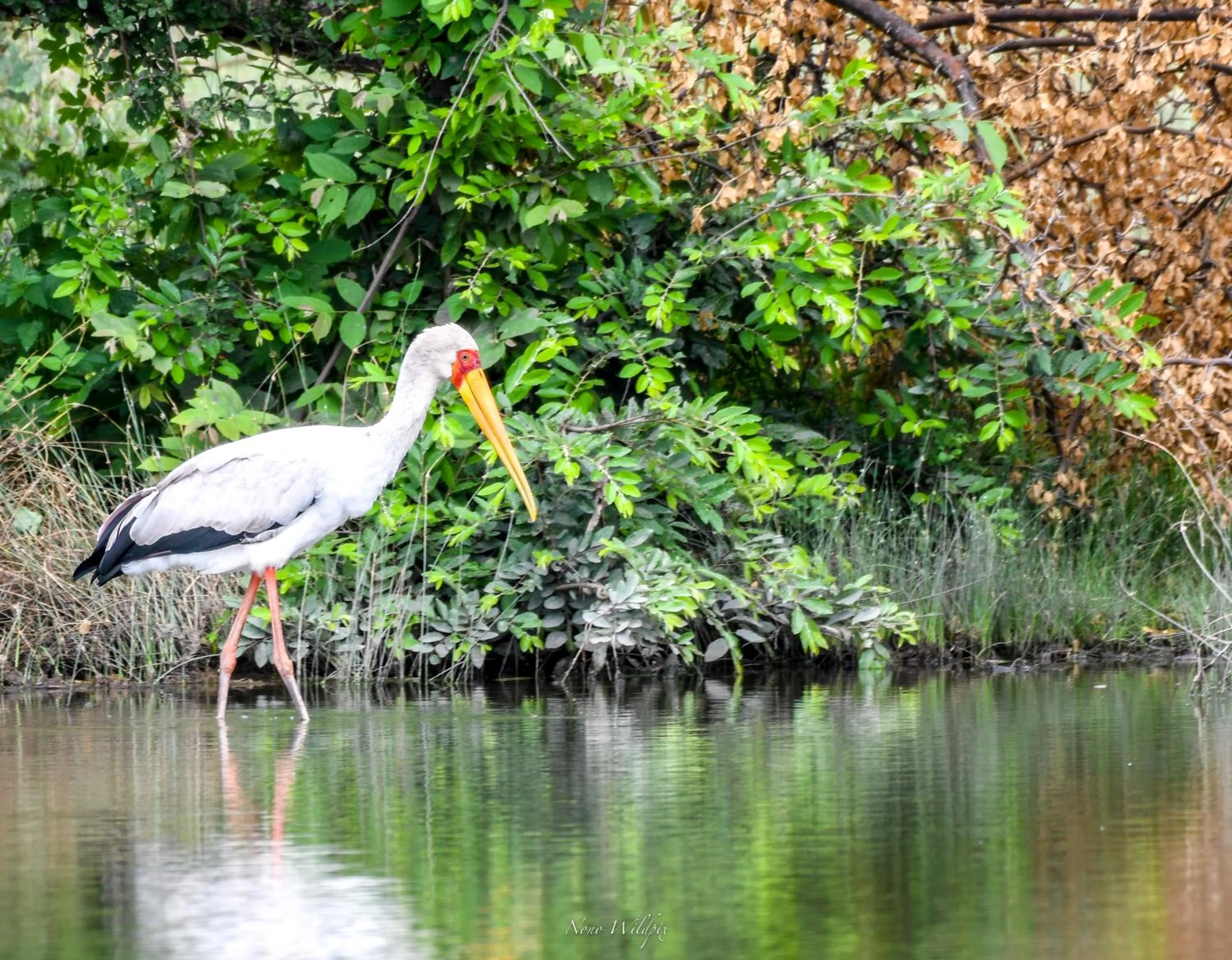 Day in MILIMA Big 5 Safari Lodge