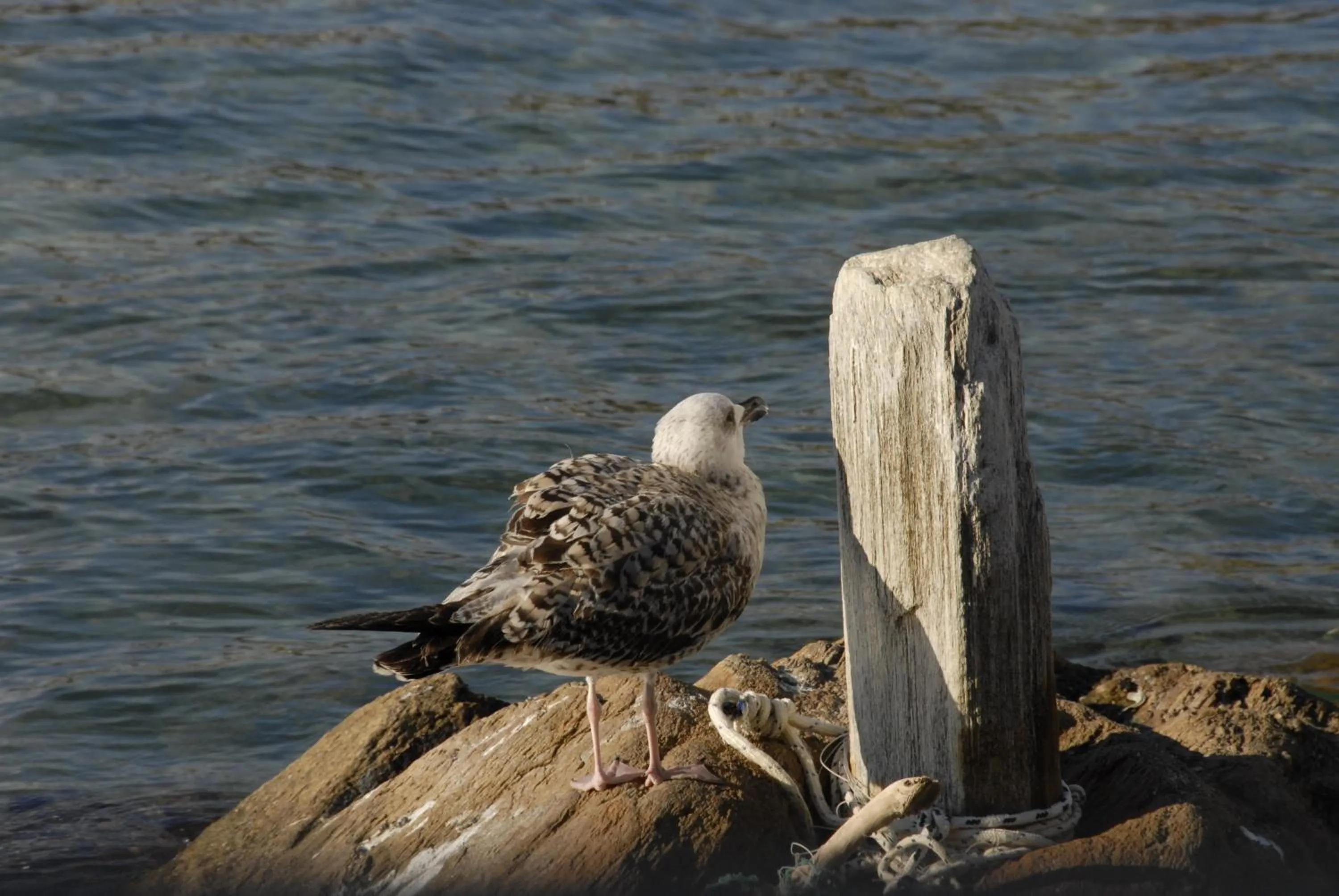 View (from property/room) in Bella Vista