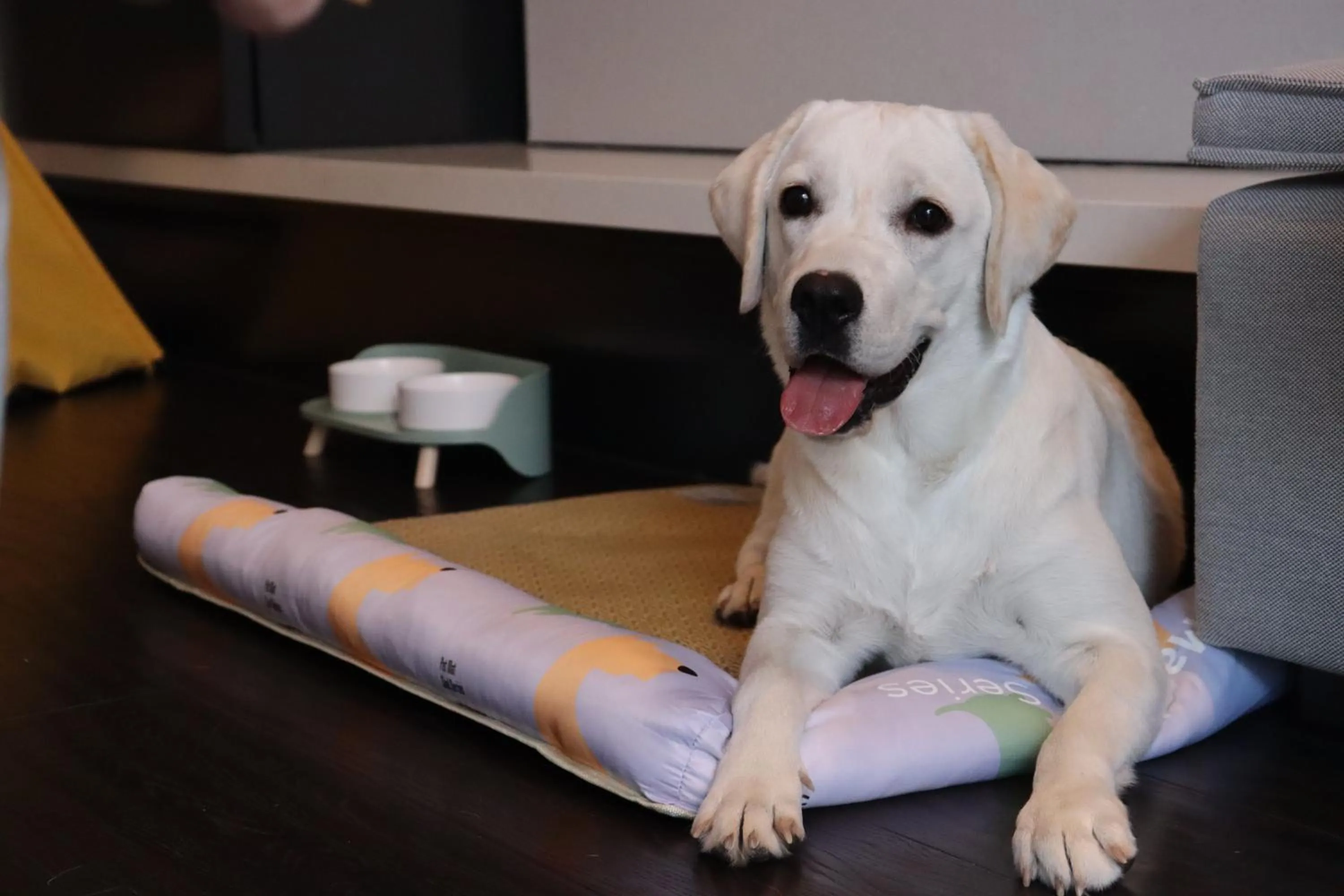 pet friendly in Kimpton Bamboo Grove Suzhou by IHG