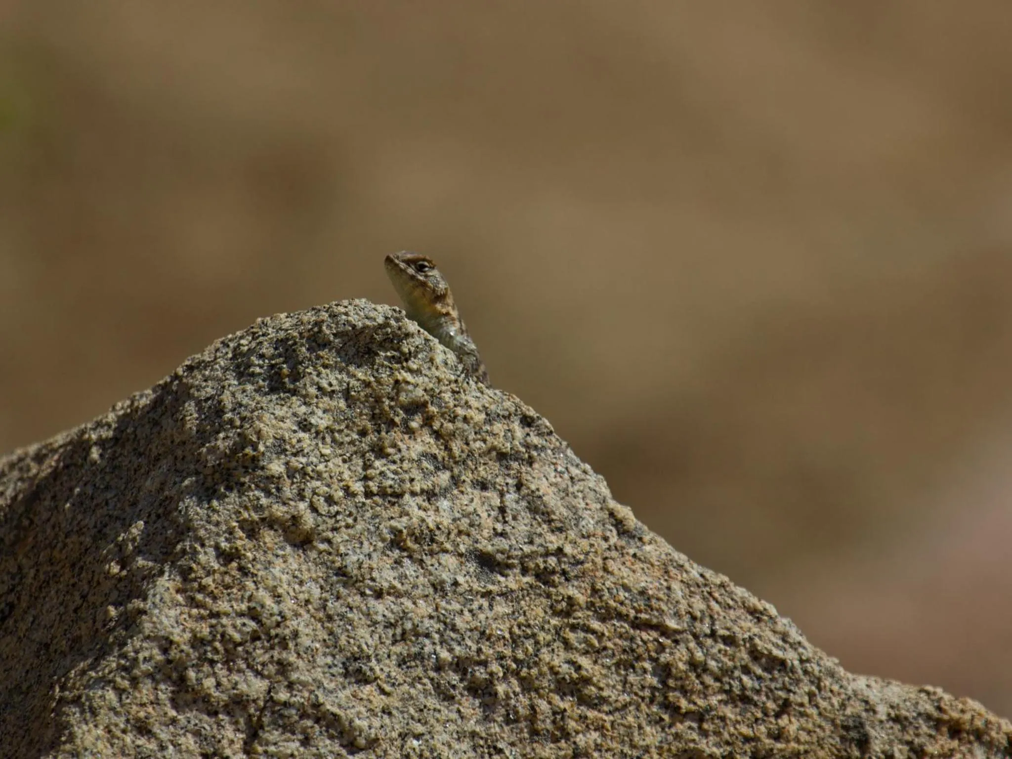 Animals in Encuentro Guadalupe