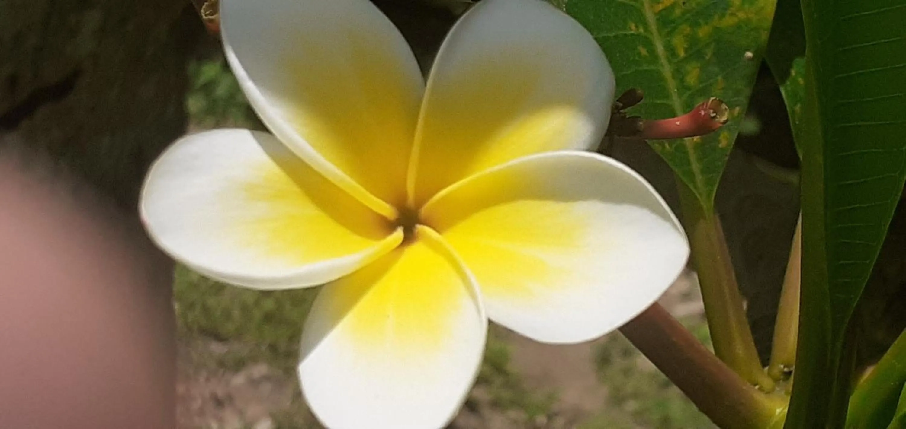 Garden in Kaila Na Ua Resort