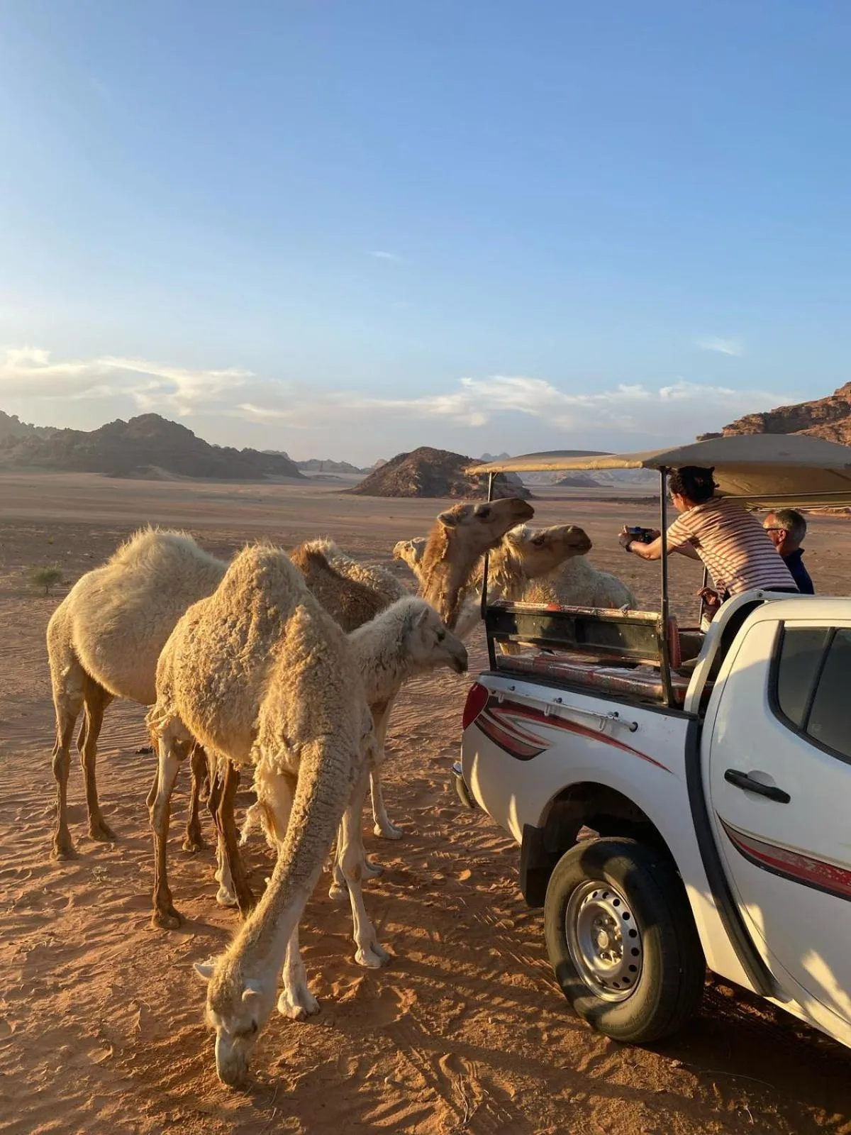 Animals in Jabal Rum Camp