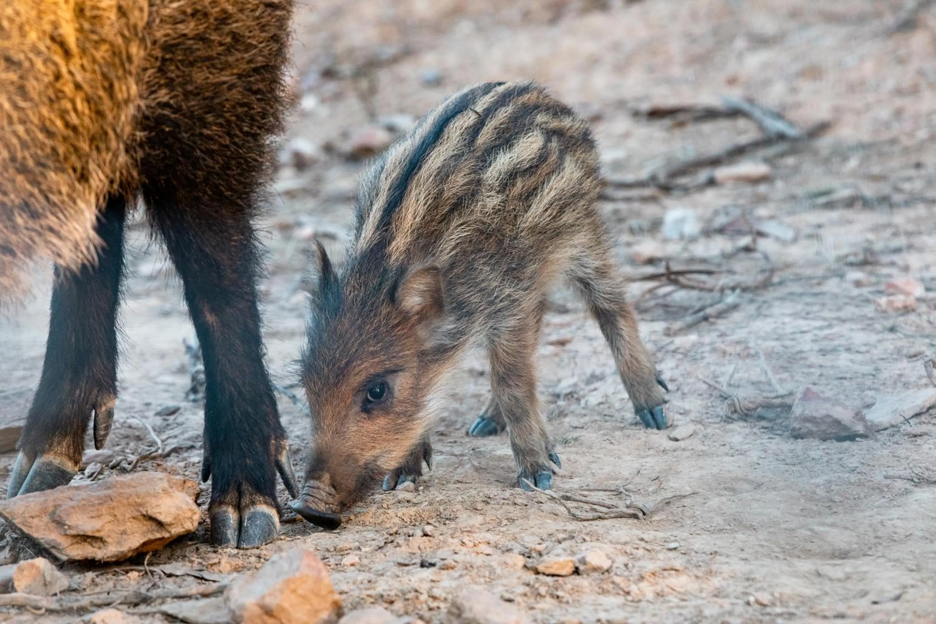 Off site in Herdade dos Abegões