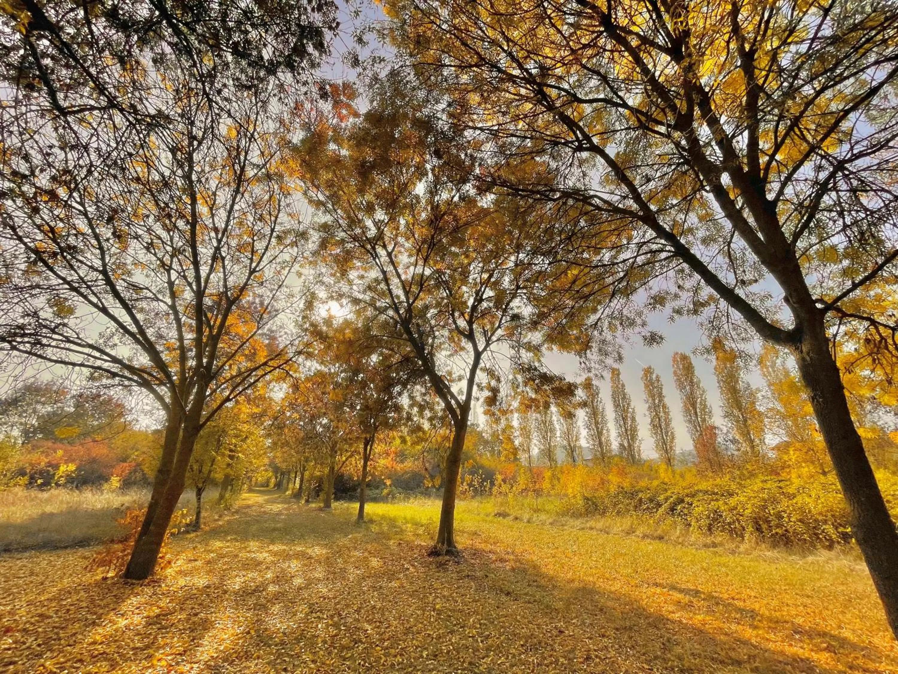 Garden in Hotel Terme Delle Nazioni