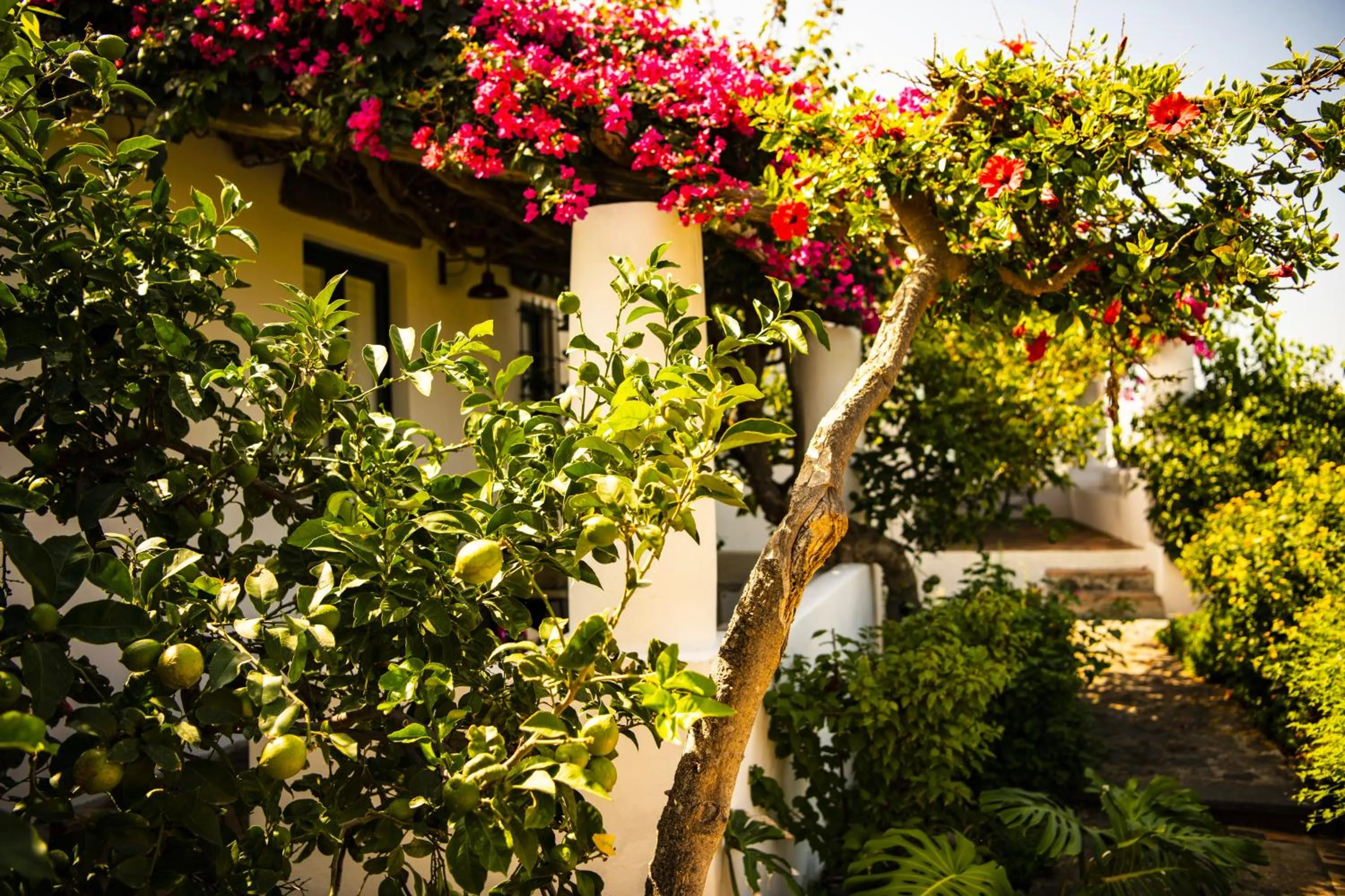 Garden in Hotel Signum