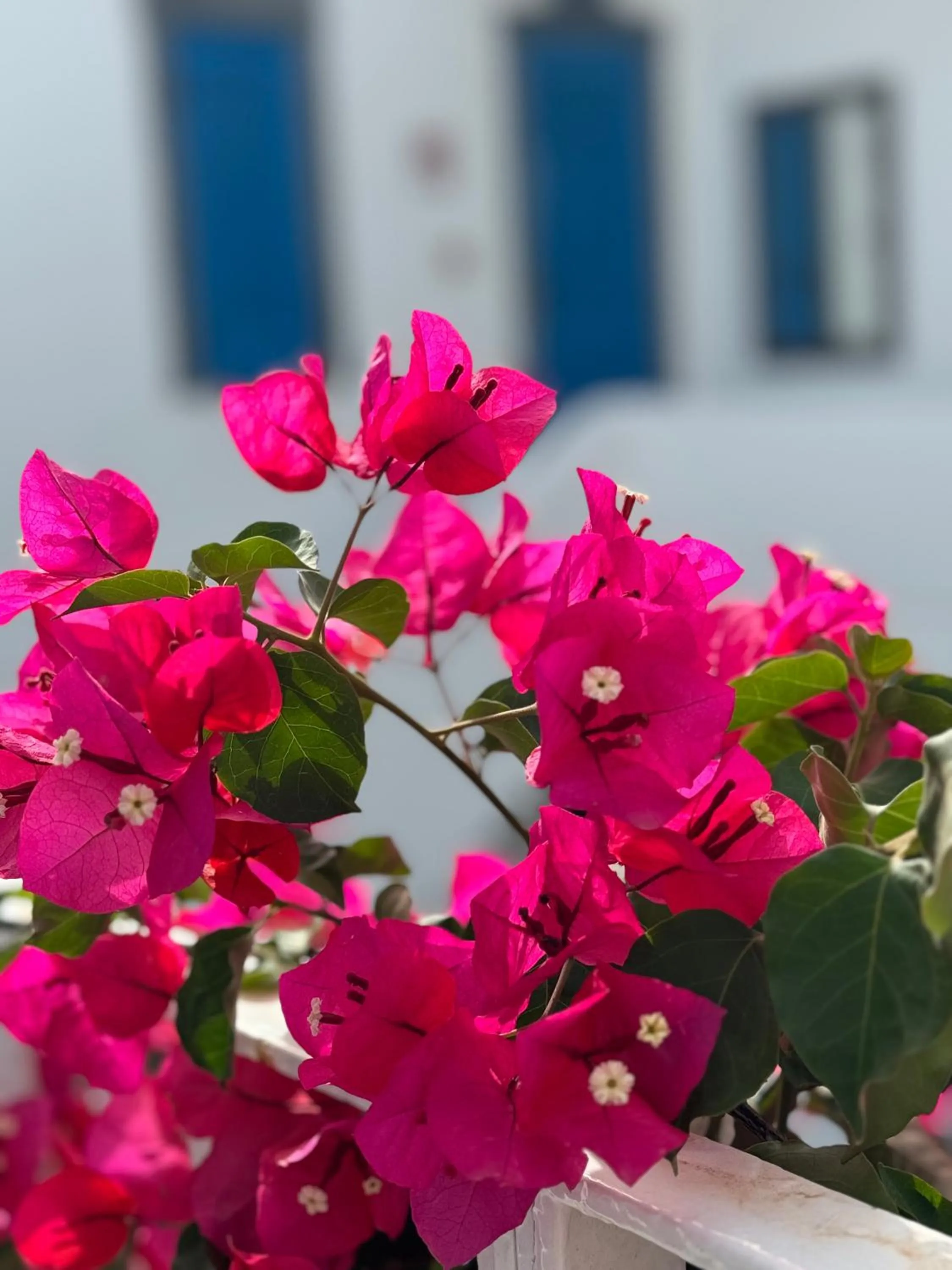 Garden in Hotel Lisca Bianca