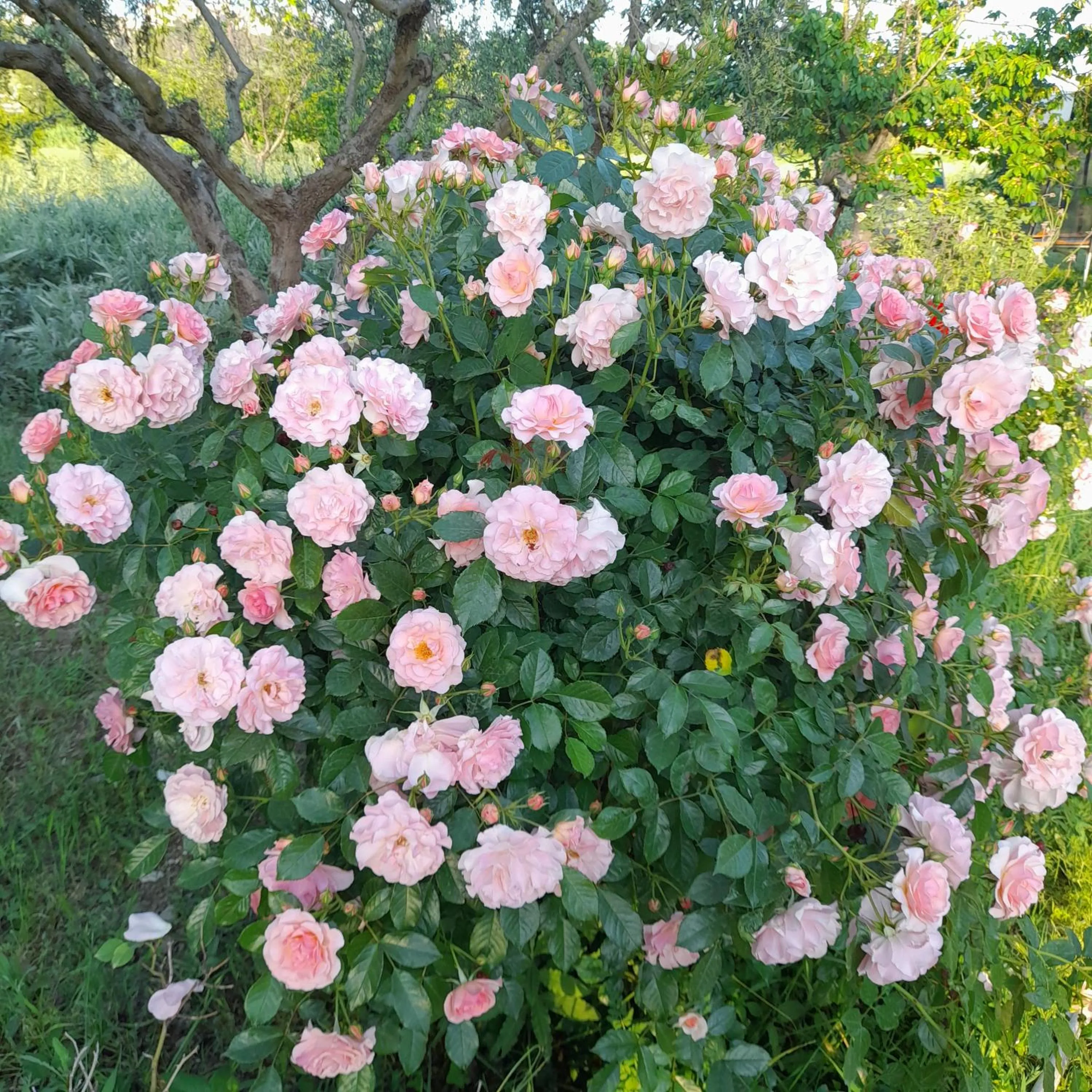 Garden in Casale della rosa