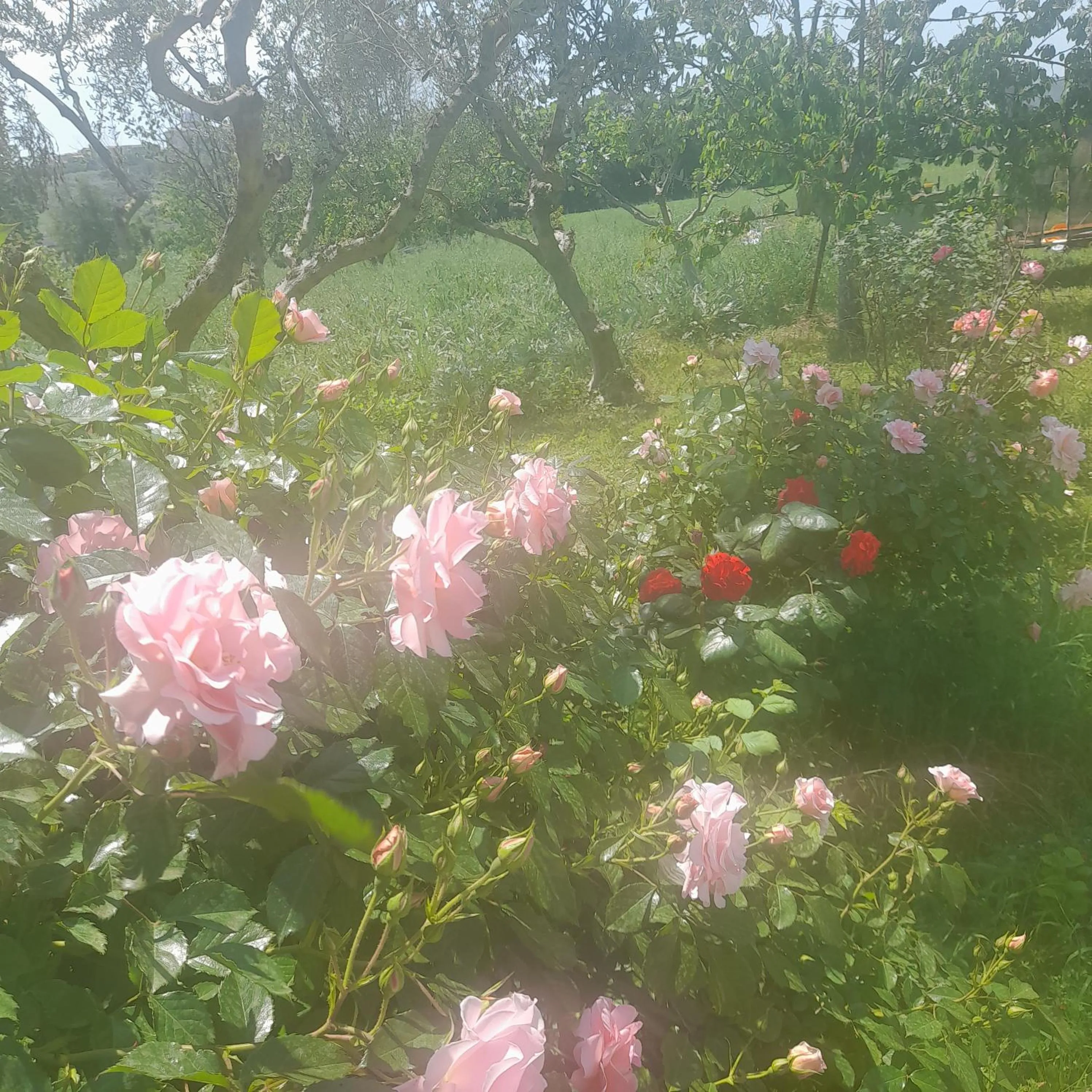 Garden in Casale della rosa