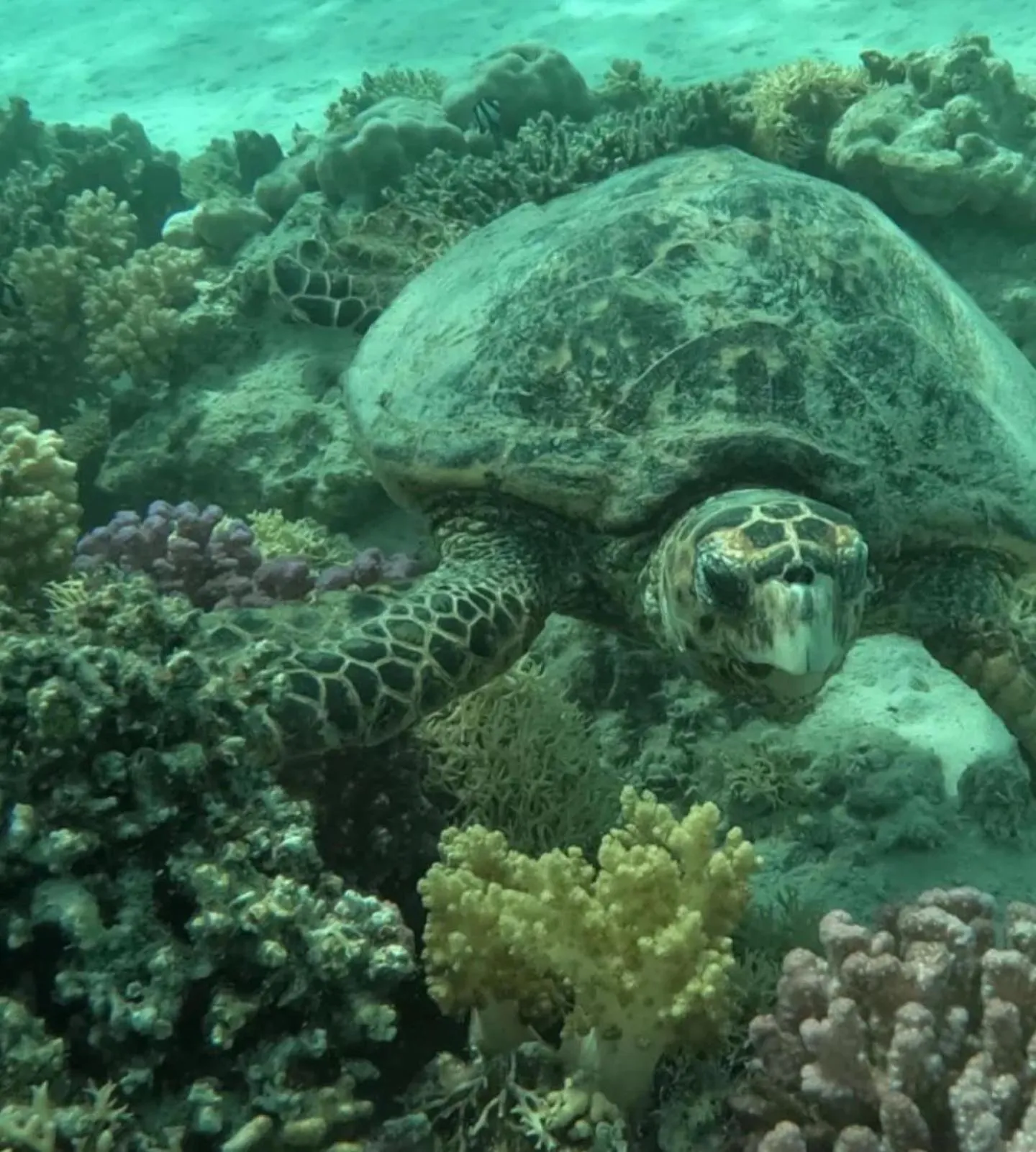 Snorkeling in Dream Lagoon Resort & Aqua Park