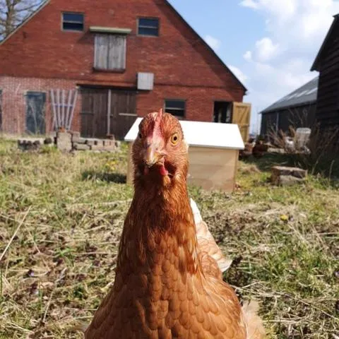 Bed and Breakfast ChickpointCharlie