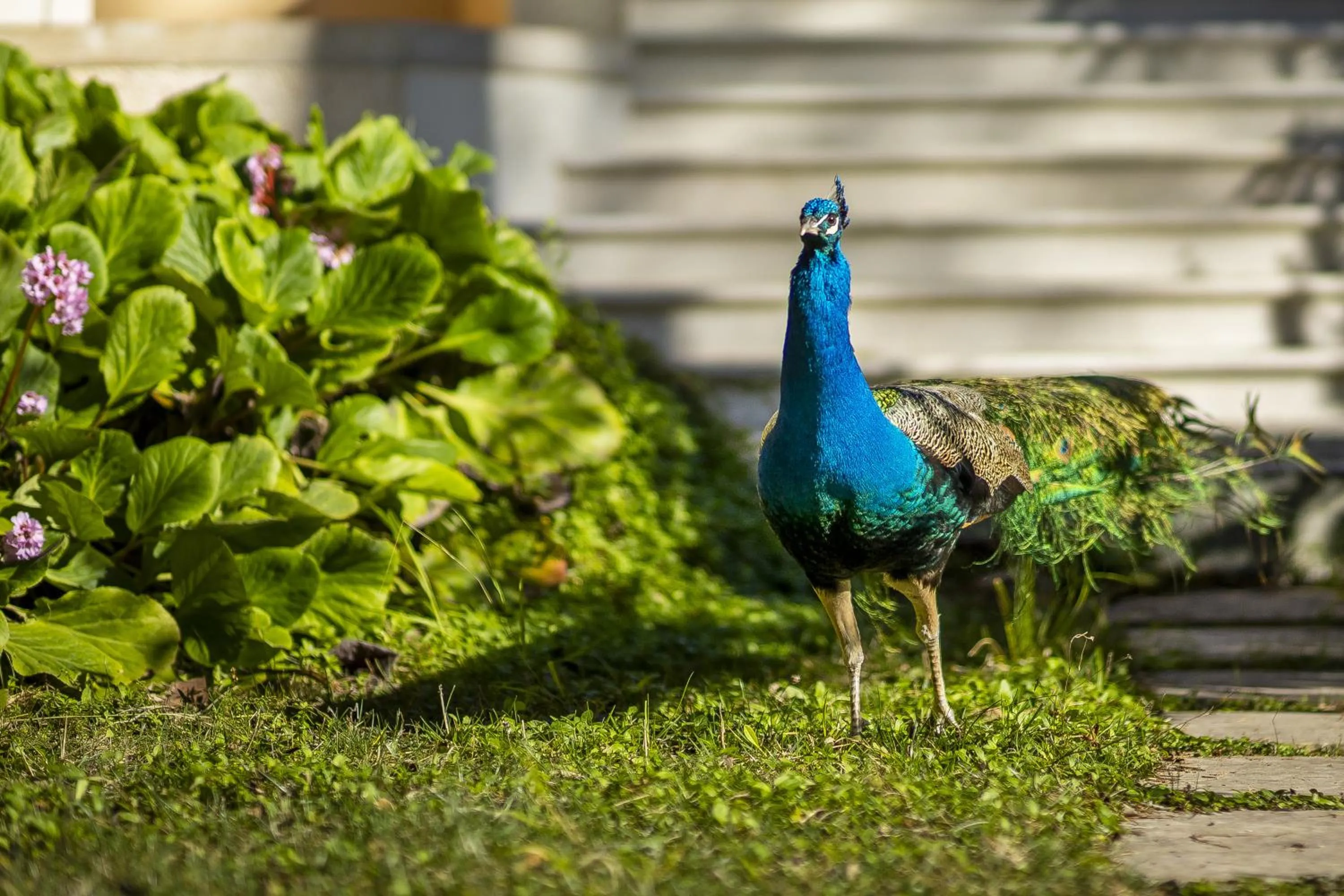 Animals in Sintra Marmòris Camélia