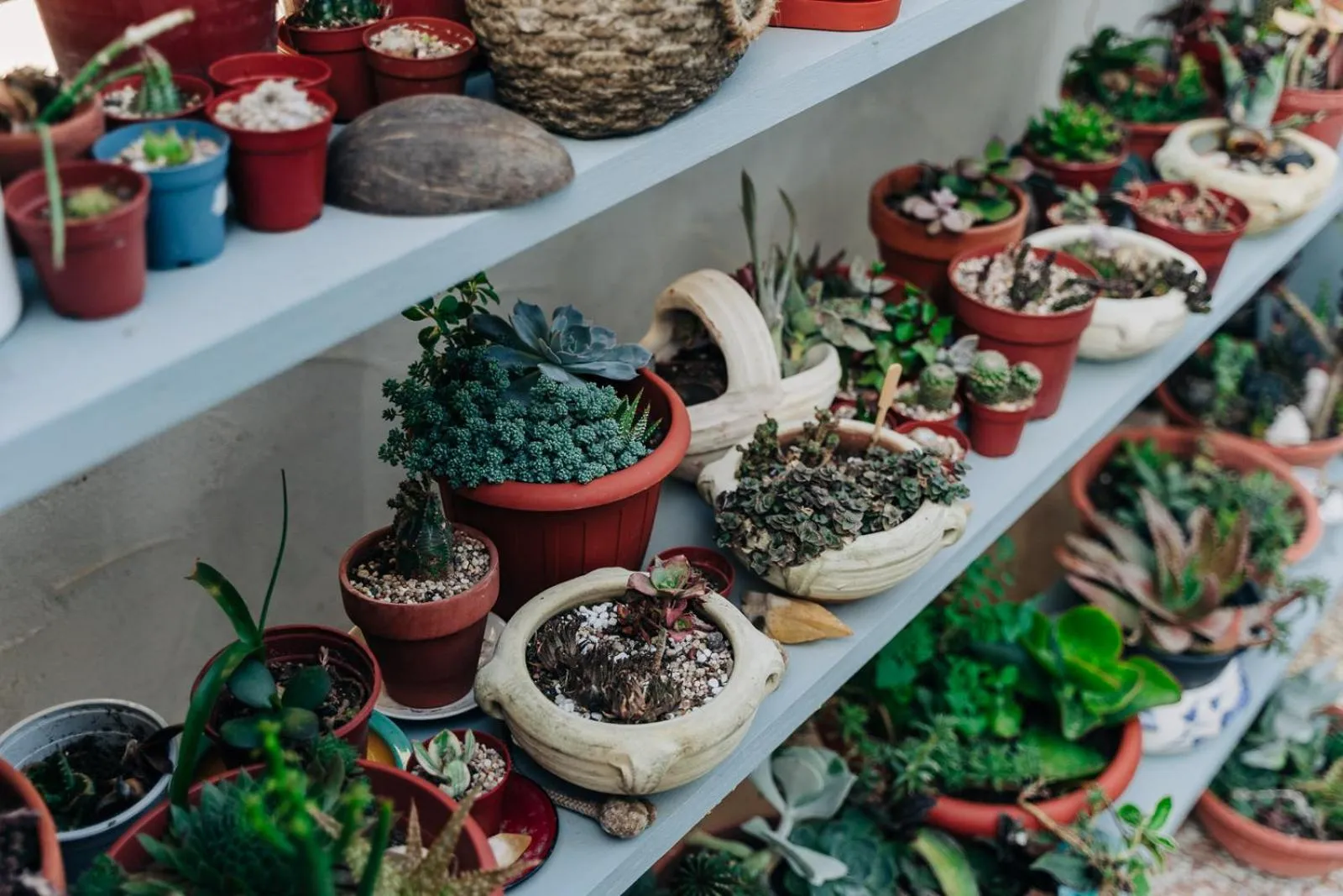 Garden in Juniper Bay