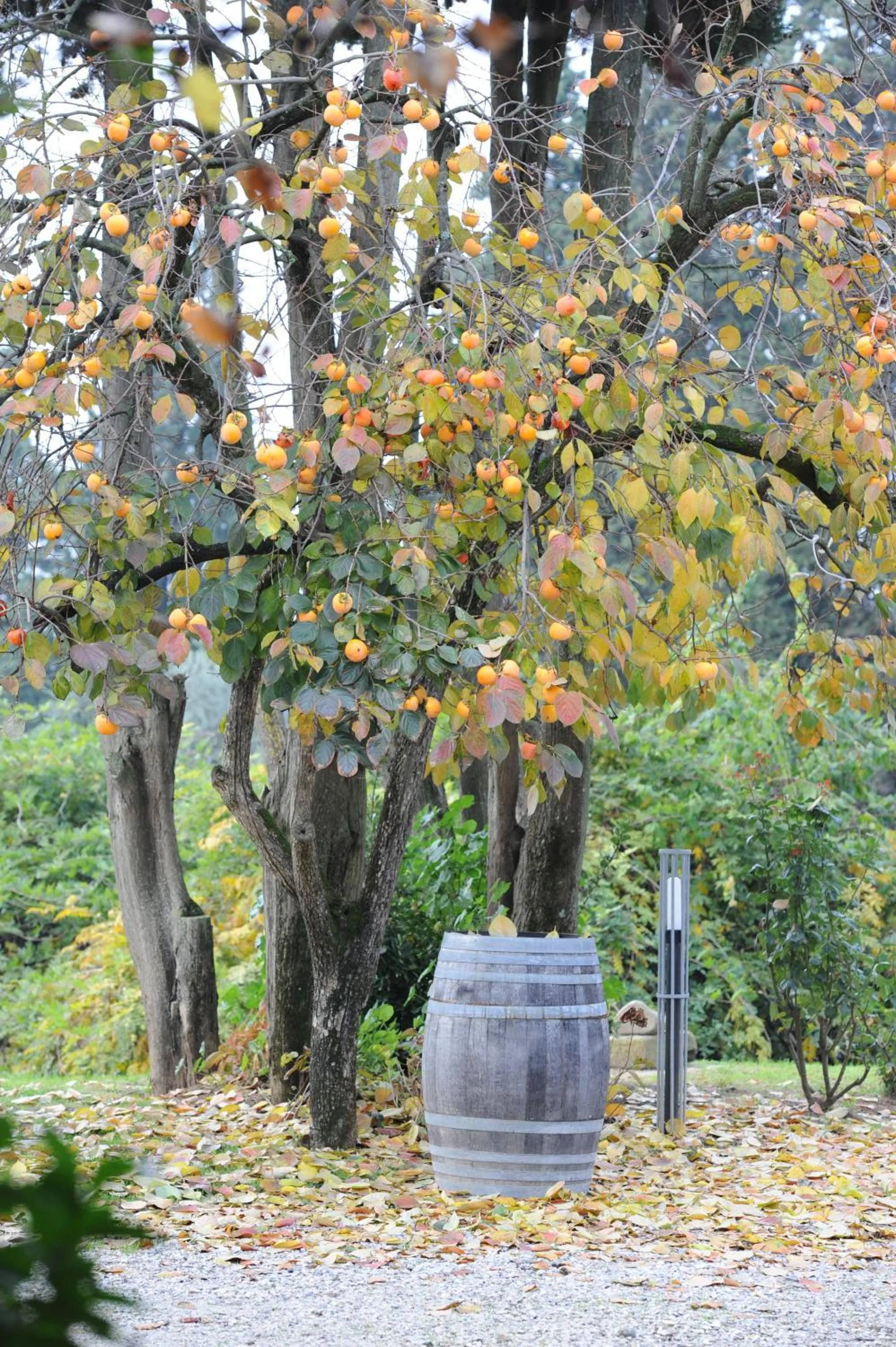 Garden in Relais Del Lago