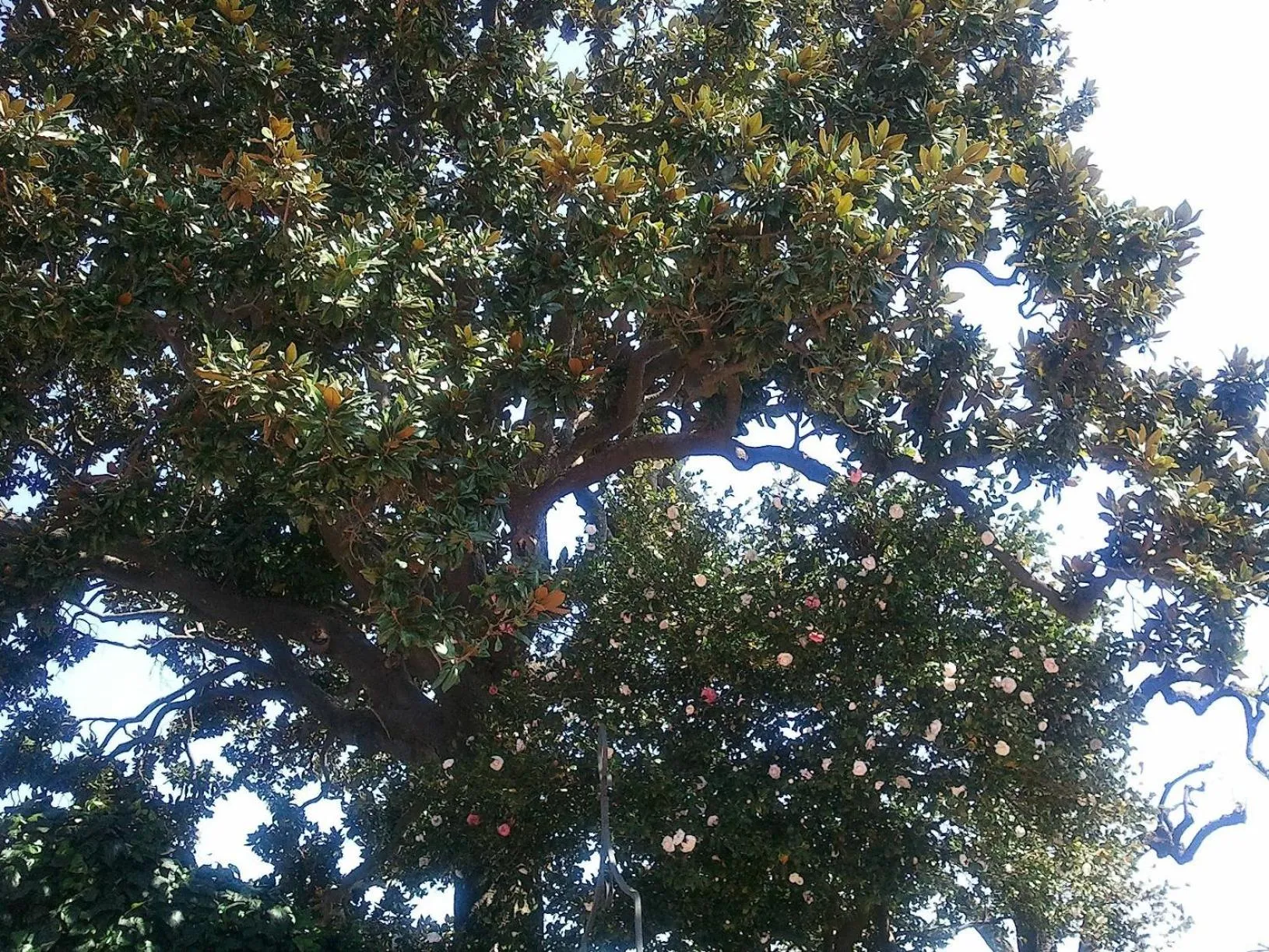 Garden in Etna Hotel