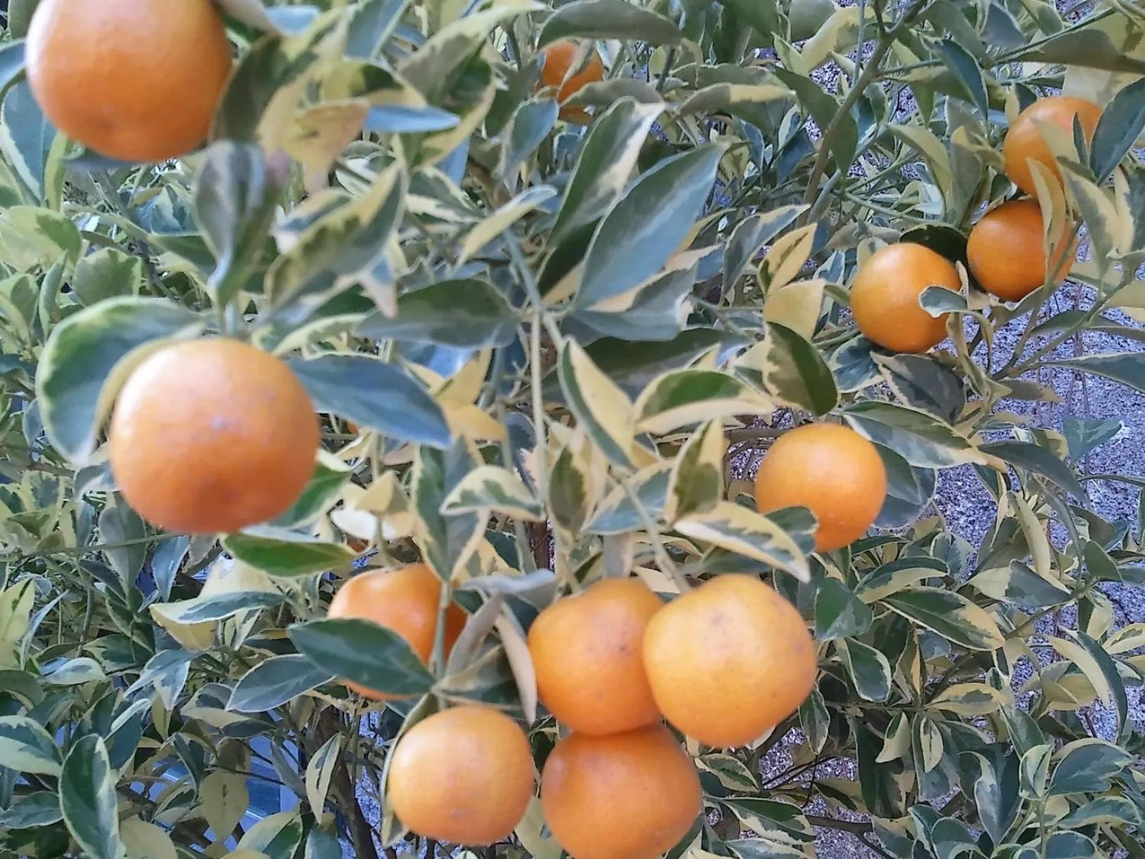 Garden in Etna Hotel