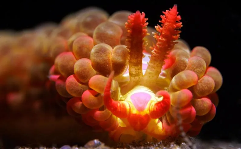 Diving in The Three P Beach Resort & Dive Center