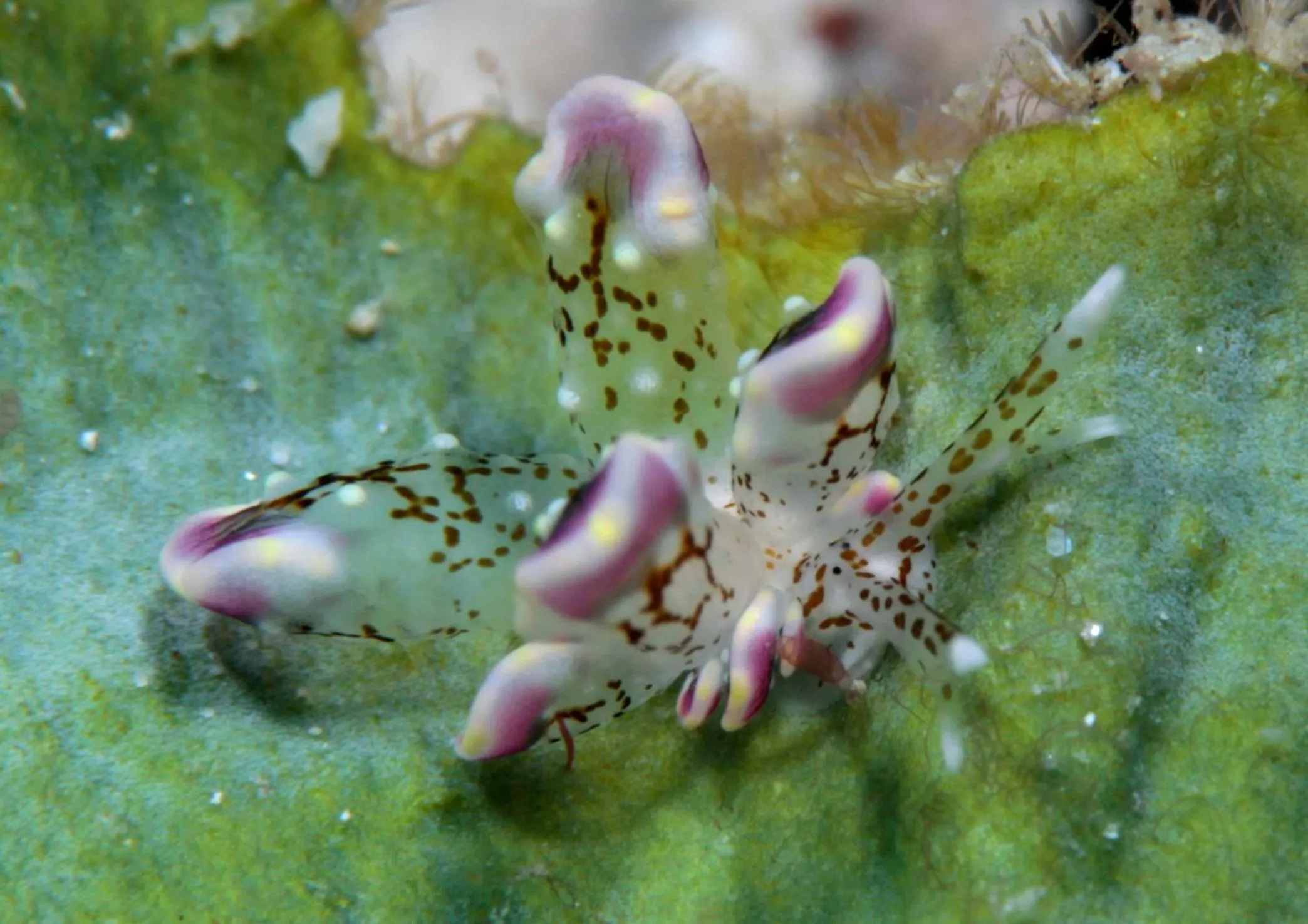 Diving in The Three P Beach Resort & Dive Center