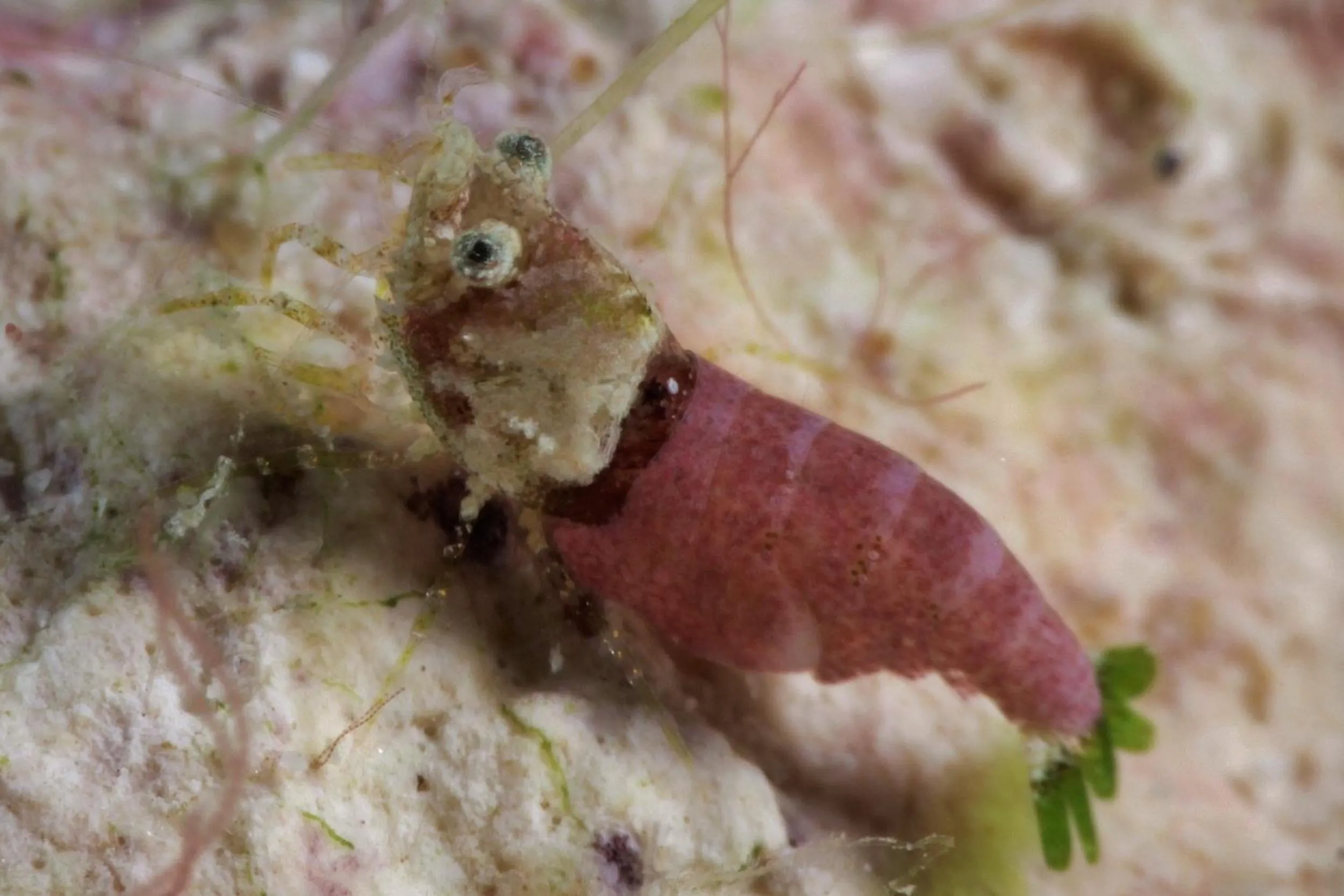 Diving in The Three P Beach Resort & Dive Center