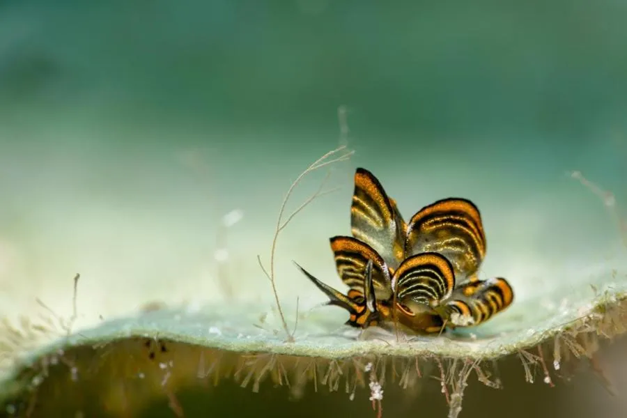 Diving in The Three P Beach Resort & Dive Center