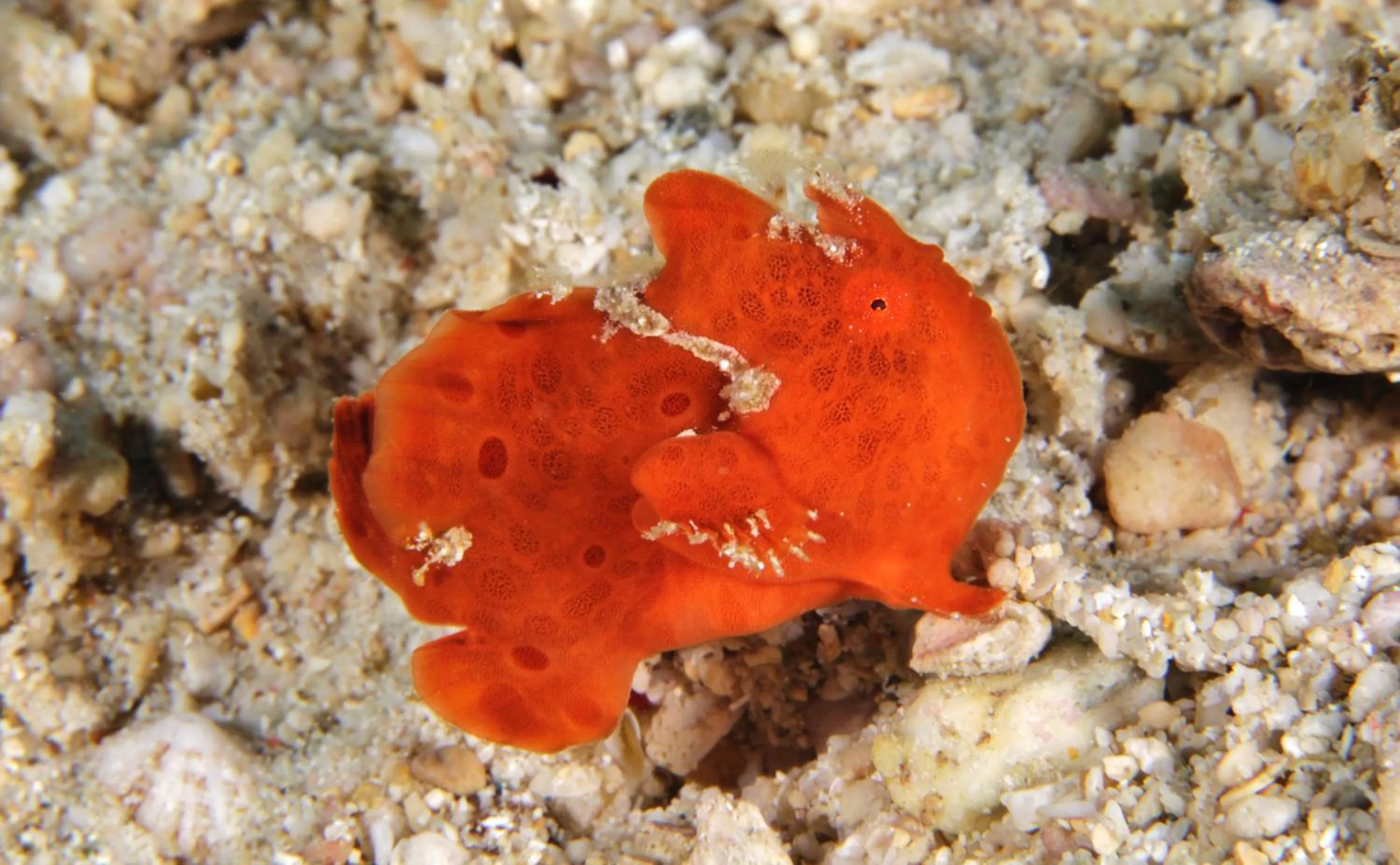 Diving in The Three P Beach Resort & Dive Center