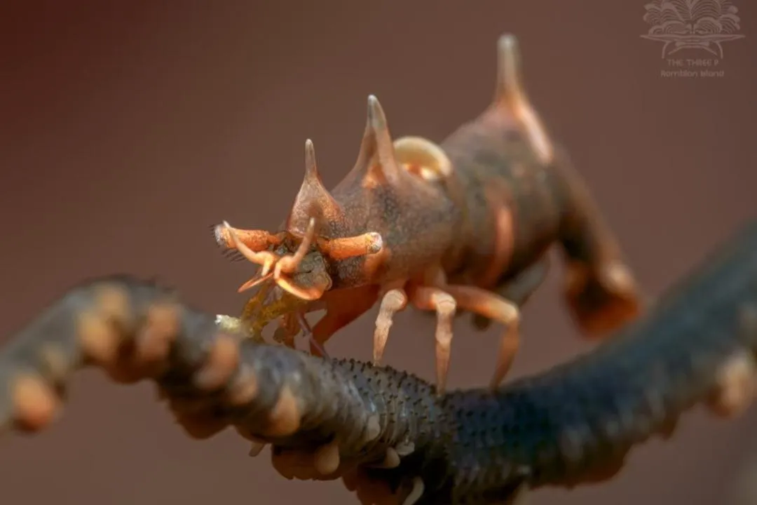 Diving in The Three P Beach Resort & Dive Center