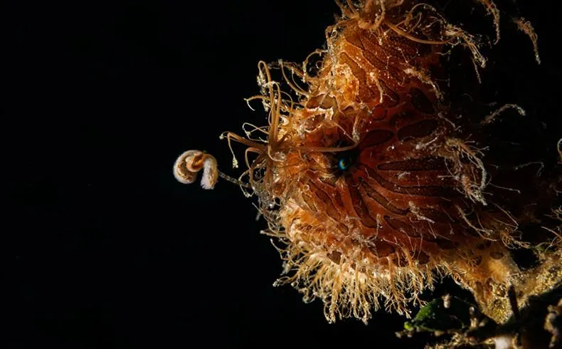 Night in The Three P Beach Resort & Dive Center