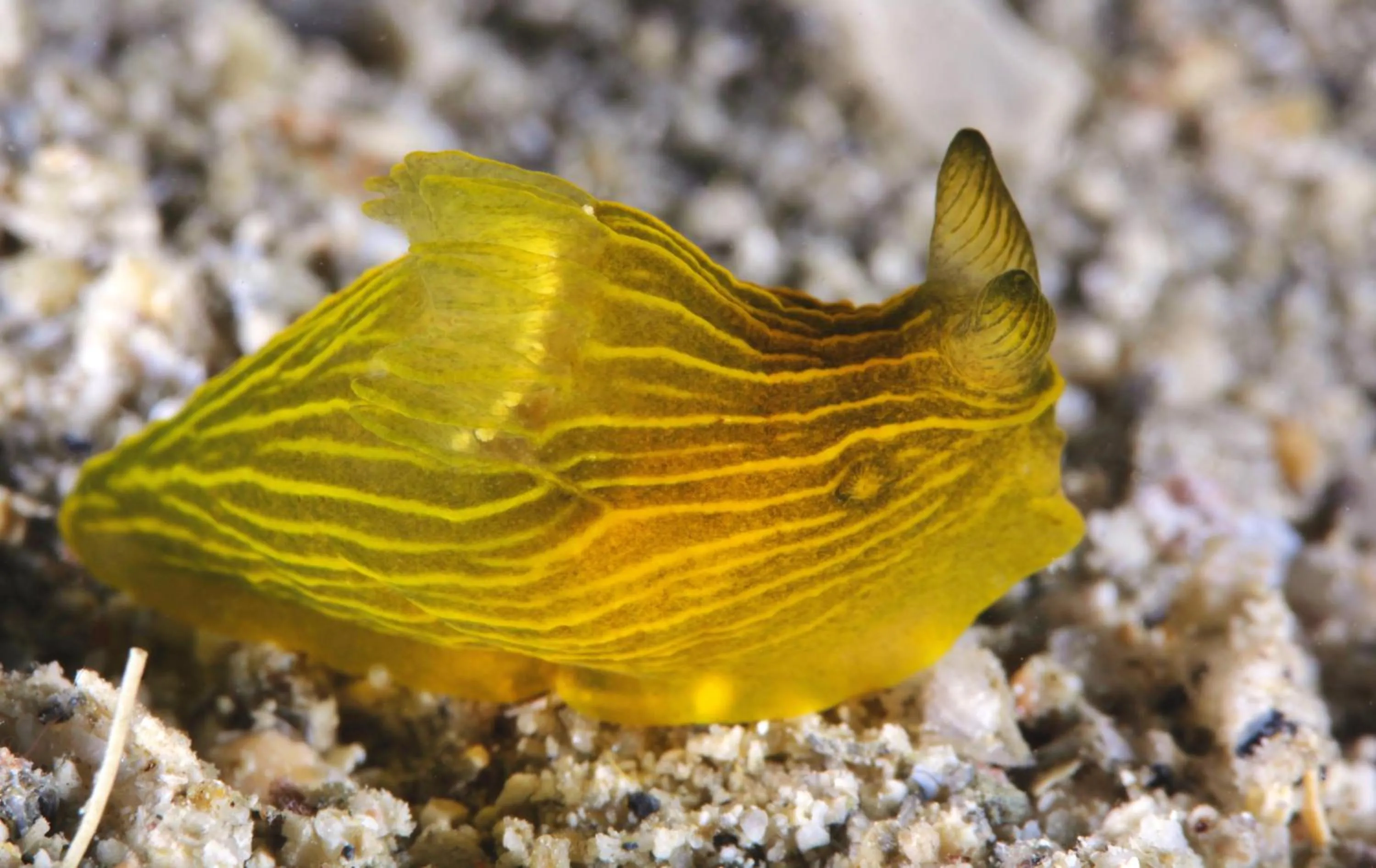 Diving in The Three P Beach Resort & Dive Center